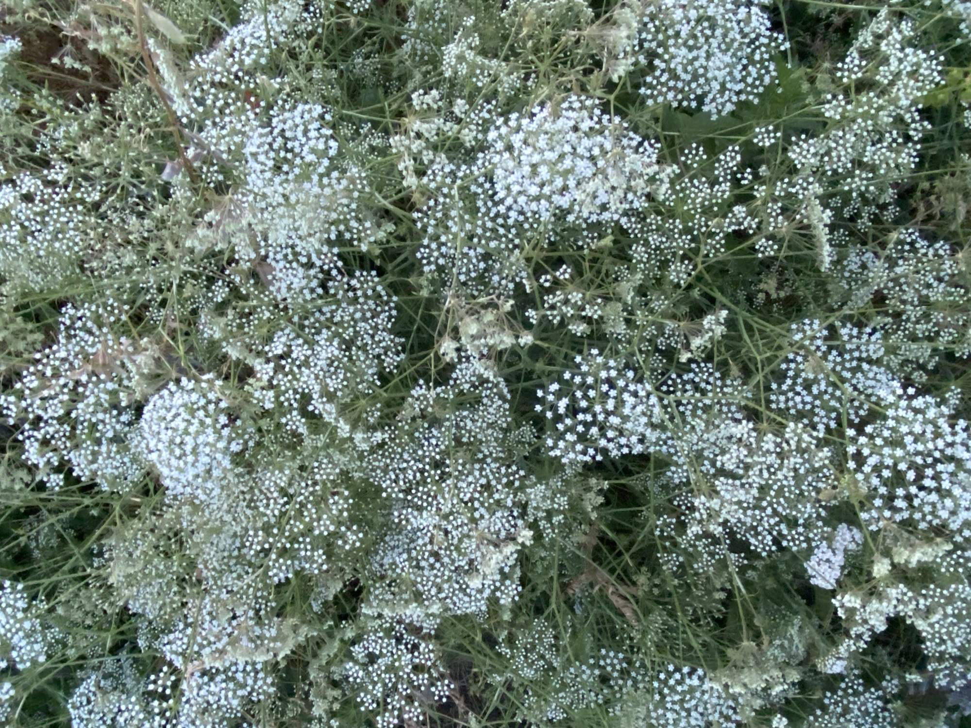 The image is a close-up, overhead shot of a dense cluster of small, white flowers with thin green stems and foliage. The flowers are tiny and appear in umbels, resembling baby's breath. The lighting is soft, suggesting natural daylight. The background is a blur of green and some darker, out-of-focus areas, indicating a natural outdoor environment. There are no people, animals, or man-made objects visible in the frame. The overall impression is of an overgrown patch of flowering plants. The location is specified as Horodca, Moldova, suggesting this is a scene from a garden, park, or natural area in that region.
