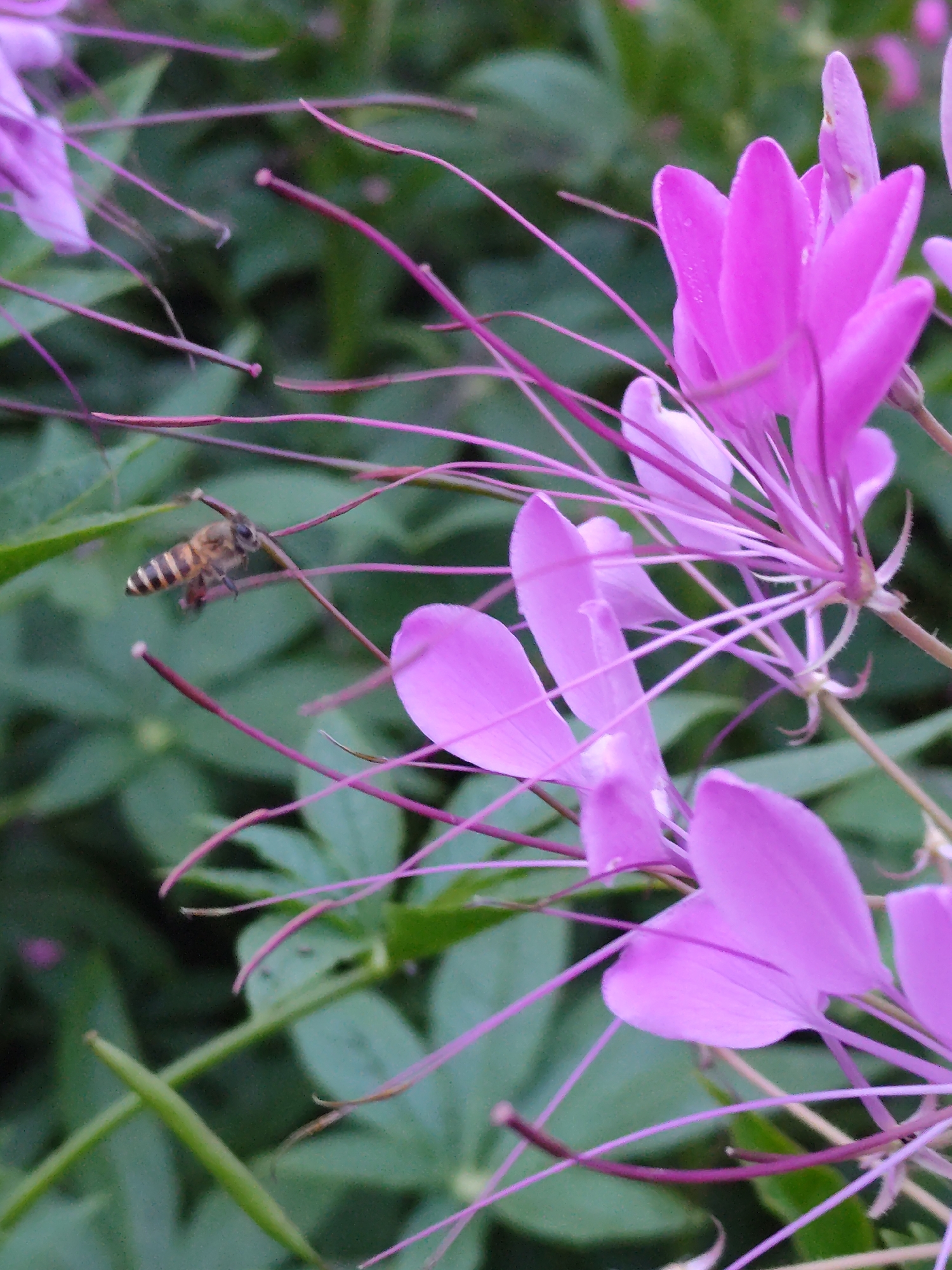 A bee is in flight near pink flowers in a garden, likely in Da Lat, Vietnam. The background consists of green foliage. The bee has a striped abdomen and is captured mid-flight. The pink flowers have long, thin stamens extending outwards. A green seed pod is also visible.