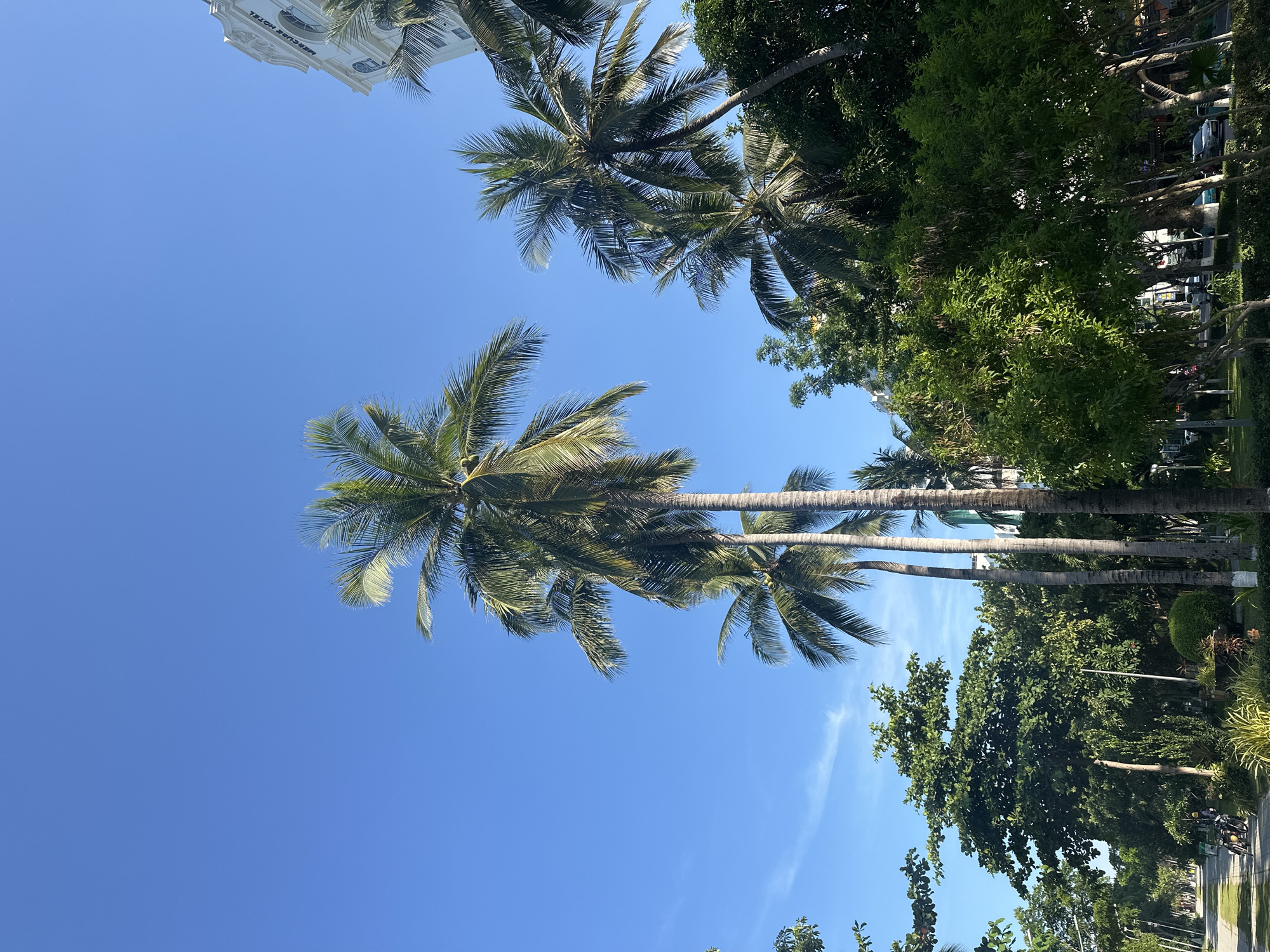 The image captures a sunny day in Nha Trang Ward, Vietnam, with a clear blue sky dominating the upper half. Several tall palm trees with lush green fronds are prominent in the foreground and mid-ground, some reaching towards the sky. To the right, a white building with arched windows and the inscription "MERCURE HOTEL" is visible, partially obscured by the palm trees and other foliage. The lower portion of the image shows a tree-lined street with a paved walkway on the left. A person wearing a yellow helmet and a dark jacket is seen standing near two parked motorcycles on the walkway. Green trees and shrubs fill the space between the street and the hotel. Cars are visible parked along the street. The scene suggests a tropical urban environment with a hotel and streetscape.