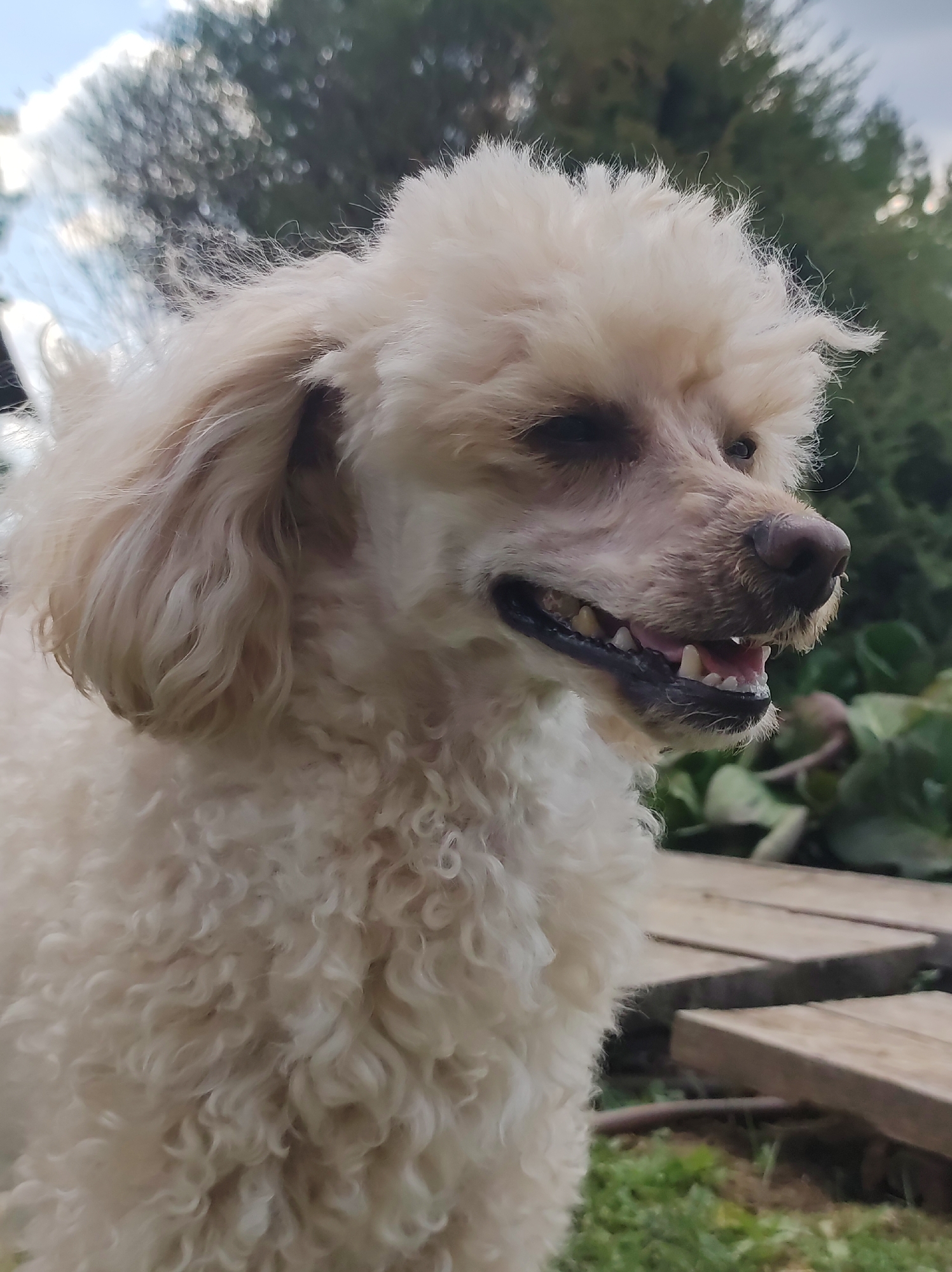 A medium-sized, light-colored poodle stands outdoors on a wooden path. The dog is in profile, facing right, with its mouth slightly open, revealing teeth. The background includes green foliage and blurred vegetation, suggesting a garden or park setting. The light is bright, indicating daytime. The location is likely a garden or park, and the presence of wooden planks suggests a constructed pathway. The dog appears to be alert, and possibly vocalizing, though the context of the situation is unclear. There is nothing to indicate that this scene is in the city of Фоки, Russia.