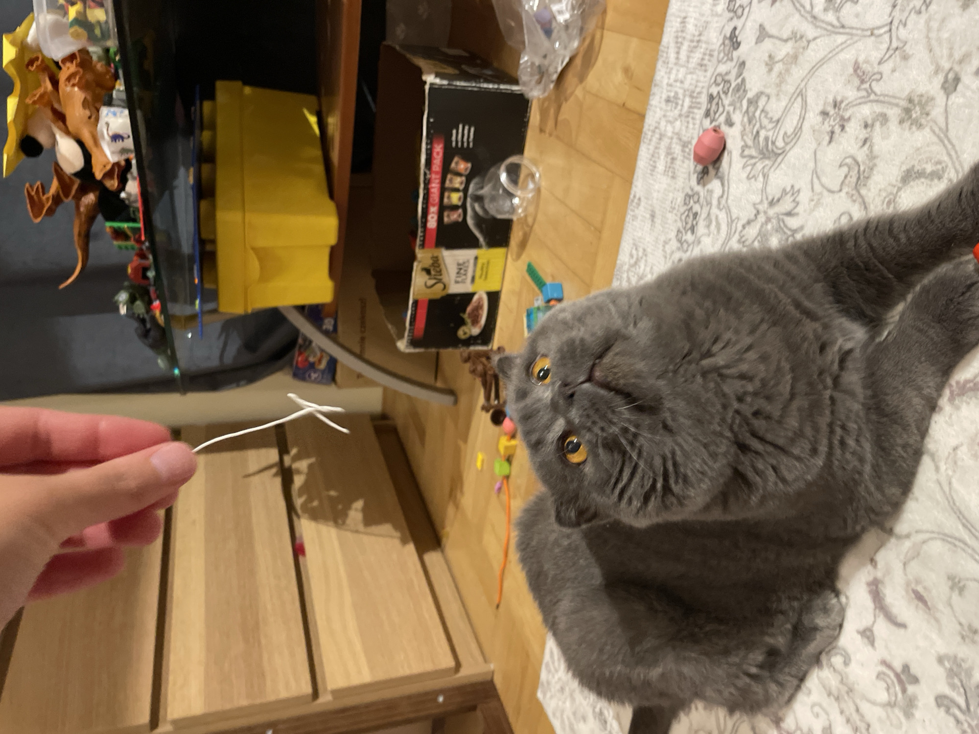 A hand holds a bent white twist tie in the lower left of the frame. A gray Scottish Fold cat with golden eyes sits on a patterned white rug. To the left of the cat are assorted objects including a yellow plastic container, a box labeled "Sheba Fine Selection," a glass bowl, and scattered toys. The room is floored with light brown wood. The location appears to be indoors.