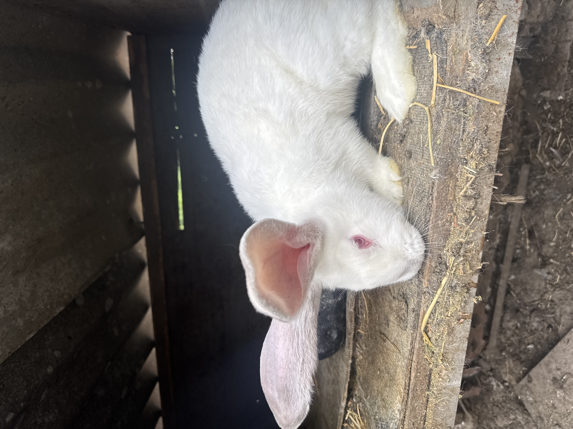 A white rabbit with pink eyes is positioned on weathered wooden planks inside a wooden structure. The structure shows signs of decay and is littered with scattered straw. The rabbit is lying on its stomach with its ears at the bottom of the frame. The location is Sarnevo, Bulgaria.