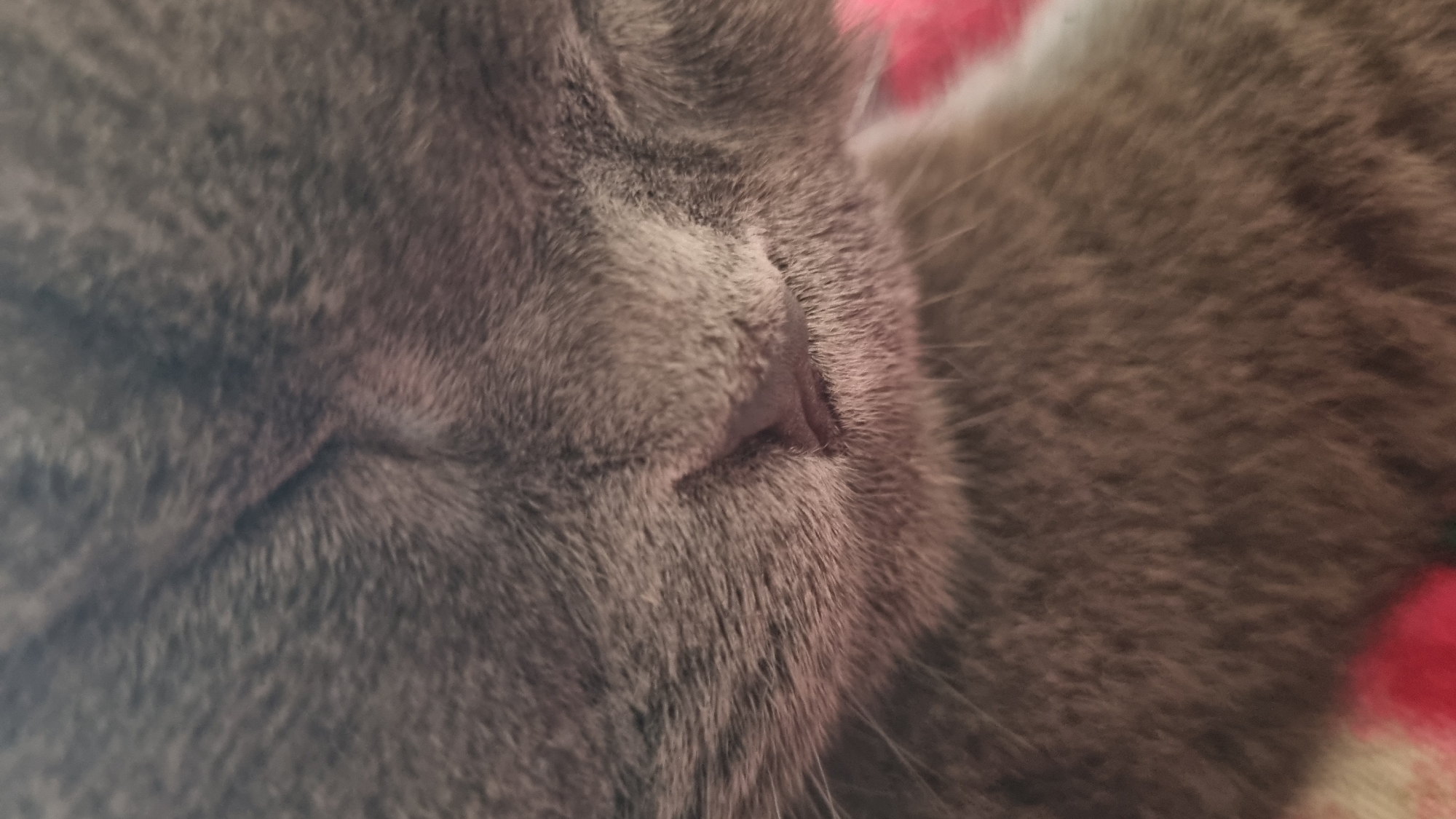 A close-up, slightly out-of-focus image shows the nose and mouth area of a gray cat. The cat's fur is short and dense, with some longer whiskers visible. The nose is a dark pinkish-brown, and the mouth is a slight slit. The background is blurred and appears to be a soft pink and white patterned fabric. The image does not depict any specific location in Vysokoe, Russia.