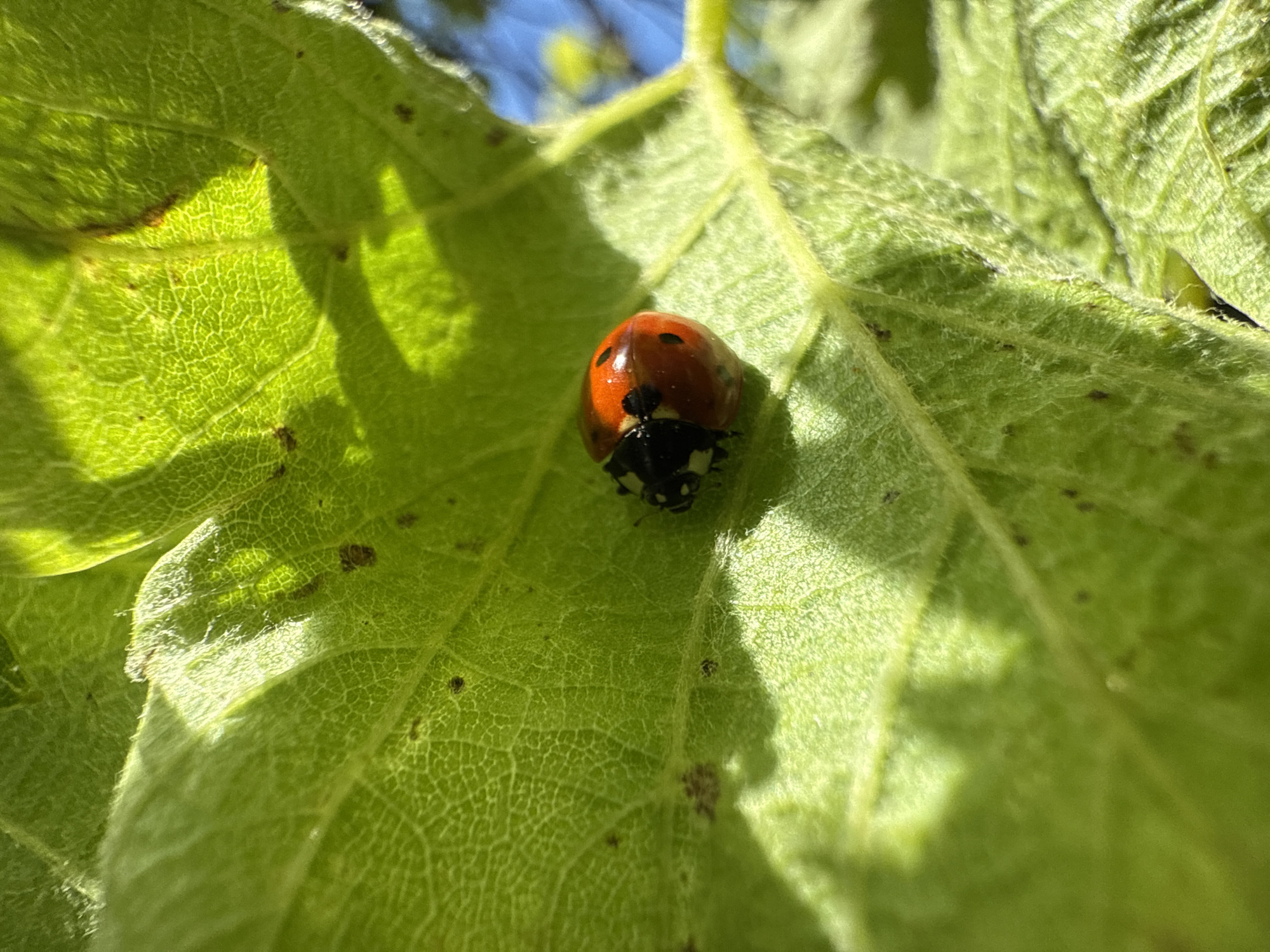 A ladybug is perched on a large, green leaf. The leaf has a textured surface with visible veins. The ladybug has a red and brown body with black spots and a black head. The leaf is partially shaded, with bright sunlight illuminating some areas. The background shows a glimpse of blue sky. The location is Strazhitsa, Bulgaria, as specified by the prompt.