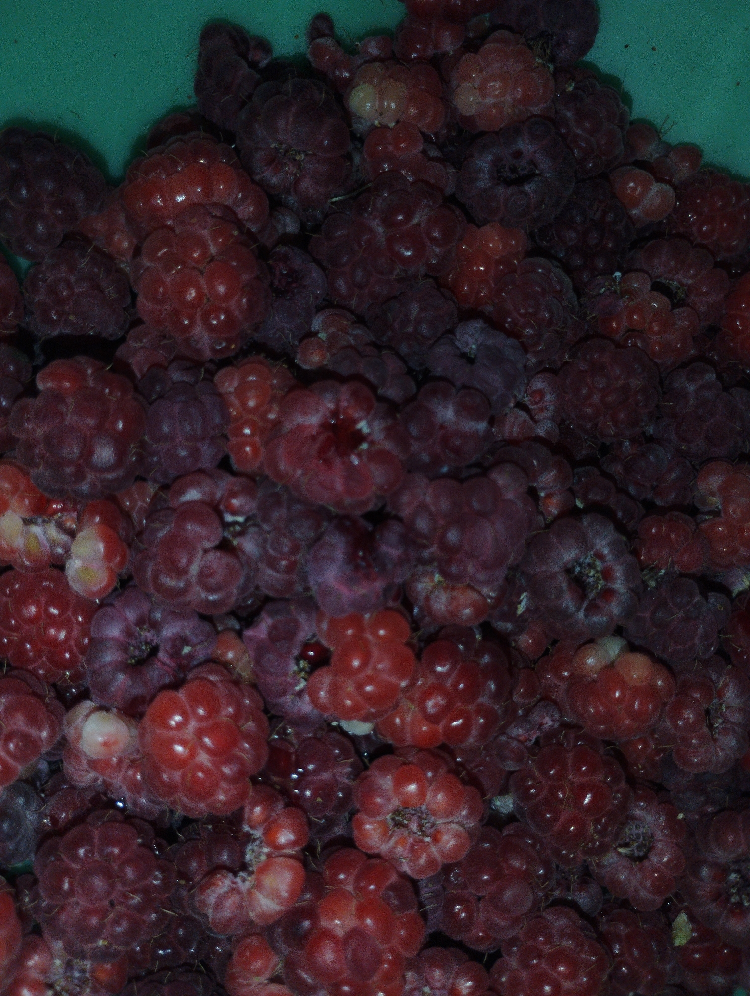 The image is a close-up, overhead shot of a large pile of ripe raspberries filling the frame. The raspberries are various shades of red and dark purple, some appearing almost black, indicating different stages of ripeness or varietals. They are clustered together, with individual drupelets clearly visible on each berry, giving them a bumpy, textured appearance. The lighting is dim, casting shadows and highlighting the glossy sheen of some of the berries. The background is a solid, muted green color, likely a bowl or container. There is no indication of a specific location in the city of Гроздь, Kyrgyzstan, as the image solely focuses on the fruit. The scene is a still life, with no people, actions, or interactions depicted.