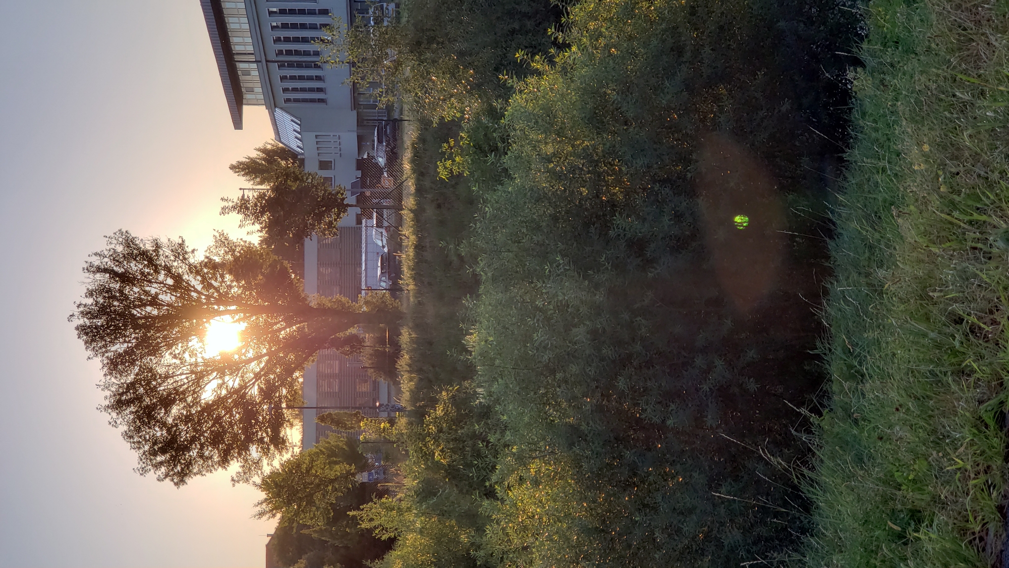 The image depicts a sunset scene with a large tree in the foreground, silhouetted against the bright sky. Sunlight filters through the tree's branches, creating a luminous effect. Behind the tree, a modern building with a glass facade and multiple windows is visible, along with a fence and parked cars. Lush green bushes and tall grass fill the lower portion of the image. The presence of the modern building, which appears to be an office or commercial structure, suggests an urban or suburban setting. Based on the architectural style and the surrounding environment, this scene could be located in an area like the Sídlisko Sekčov in Prešov, Slovakia, a large residential and commercial district known for its modern buildings and green spaces.