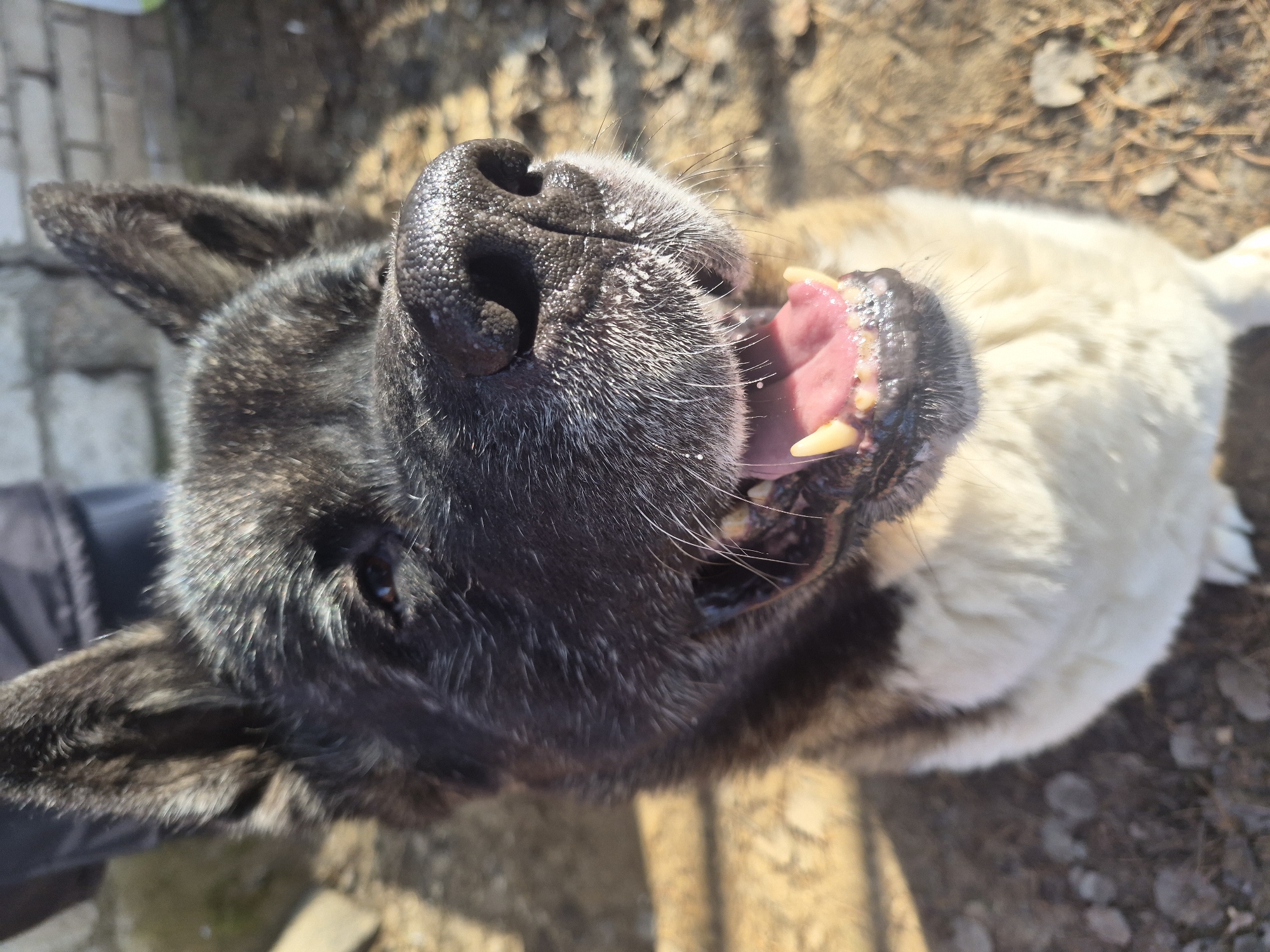 A close-up, low-angle shot depicts a dog with black fur on its head and tan fur on its body, lying on its back with its mouth open. The dog's teeth are visible, as is its pink tongue. The background is blurred and consists of earth, leaves, and what appears to be a brick path. The scene is in daylight. The location is Chaikovsky, Russia.