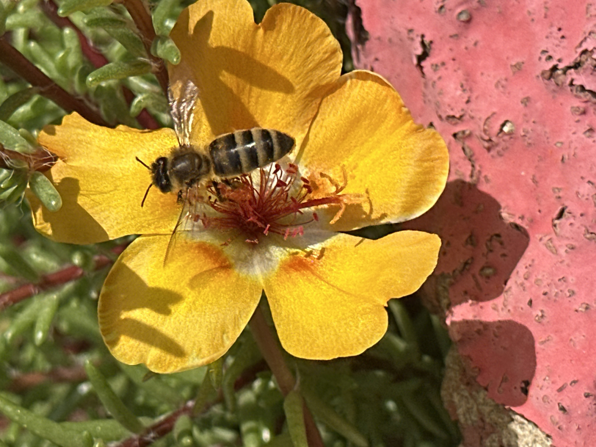In Luhansk, Ukraine, a bee with black and yellow stripes is perched on a bright yellow flower. The bee is facing towards the left of the frame, its antennae extended. The flower has five petals, with a red center. The background is a blur of green foliage and a textured red surface. The lighting suggests it is daytime, with shadows cast by the flower petals.