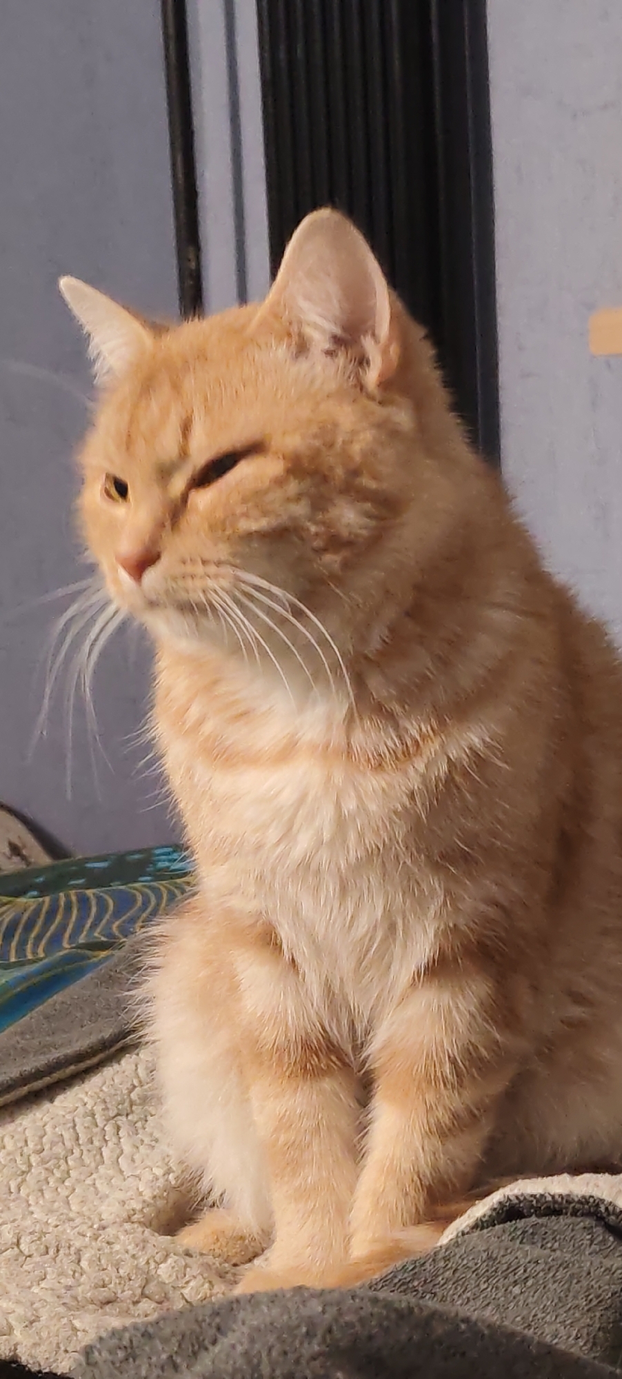 The image shows an orange tabby cat sitting on a textured surface, possibly a blanket or bed. The cat is facing to the left with its eyes partially closed, giving it a sleepy or relaxed appearance. The background is out of focus, but appears to be an indoor setting with a grey wall and vertical elements that could be a radiator or blinds. The lighting suggests it might be daytime. There is no indication of the city of Kaluga, Russia in the image.