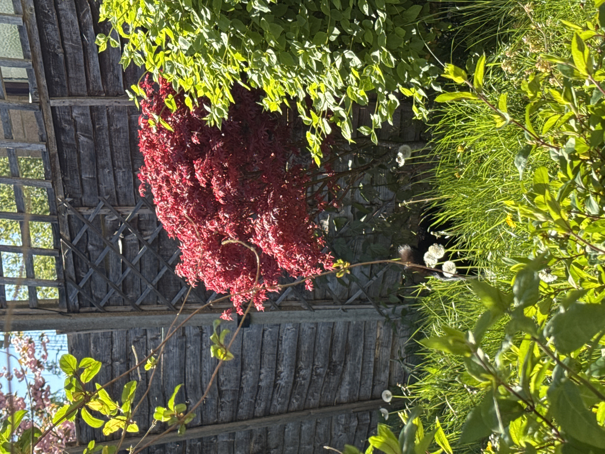This media file presents a vibrant, sunlit garden scene in Desborough, United Kingdom, captured in landscape orientation. The dominant features are diverse plant life and a weathered wooden fence.
In the mid-ground, a striking bush or shrub with dense, bright red foliage stands out, its rich color contrasting vividly with the surrounding green plants. Above this red plant and partially obscuring a wooden fence, bright green leafy plants cascade downwards, their leaves illuminated by direct sunlight, creating a play of highlights and shadows.
The background is defined by a sturdy wooden fence made of vertical planks, topped by a section of decorative wooden trellis. The wood exhibits a weathered texture, contributing to the rustic charm of the setting.
Towards the right side of the image and extending into the foreground, an area of lush green grass and herbaceous plants is visible. Scattered among the grass are several fluffy white dandelion seed heads. In the lower left, delicate pink blossoms from a tree or shrub are discernible against a lighter, possibly sky-blue background.
The scene is brightly lit by strong daylight, indicating a sunny day, likely during the late morning or afternoon, given the clear illumination and distinct shadows. No people or visible text are present. The overall impression is one of natural beauty and tranquility within a domestic garden setting.