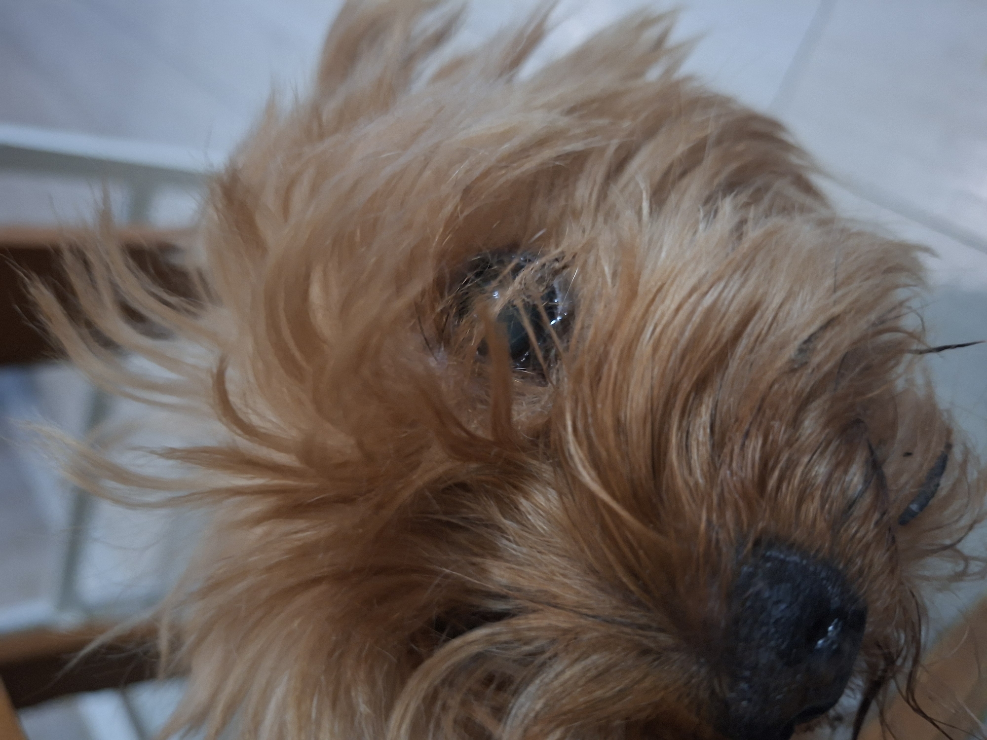 A close-up, eye-level shot focuses on the face of a small, tan-colored dog. The dog's fur is long and somewhat disheveled, obscuring much of its face, but its dark nose and one eye are visible. The eye appears wet and is surrounded by fur. The background is blurred and appears to be an indoor setting with hints of furniture and a light-colored wall or surface.