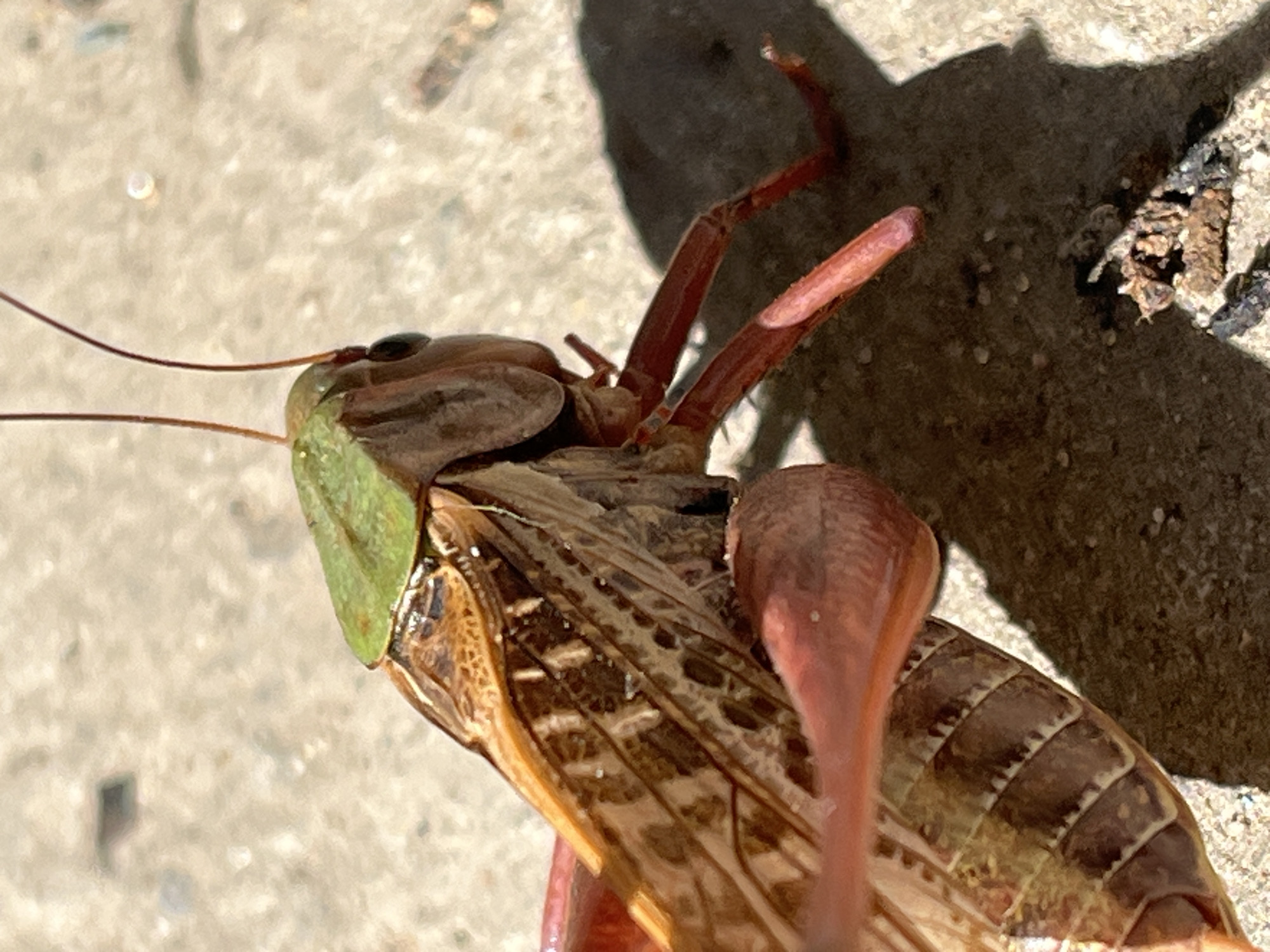 A close-up, macro photograph captures a grasshopper in a detailed side view, positioned on a light-colored, textured surface that appears to be pavement or concrete. The grasshopper is the primary subject, its body exhibiting a mix of brown and tan hues with intricate patterns on its wings. A distinct green cap covers the top of its head. Its long, slender antennae extend upwards, and its large, dark eyes are visible. The grasshopper's legs are a reddish-pink color. The lighting suggests an outdoor setting, with a shadow of the grasshopper cast to the right, indicating sunlight. The background is blurred, focusing all attention on the insect. There are no visible people or other significant objects in the immediate vicinity, beyond the surface it rests on and some scattered debris. The image is sharp and clear, highlighting the textures and details of the grasshopper's exoskeleton.