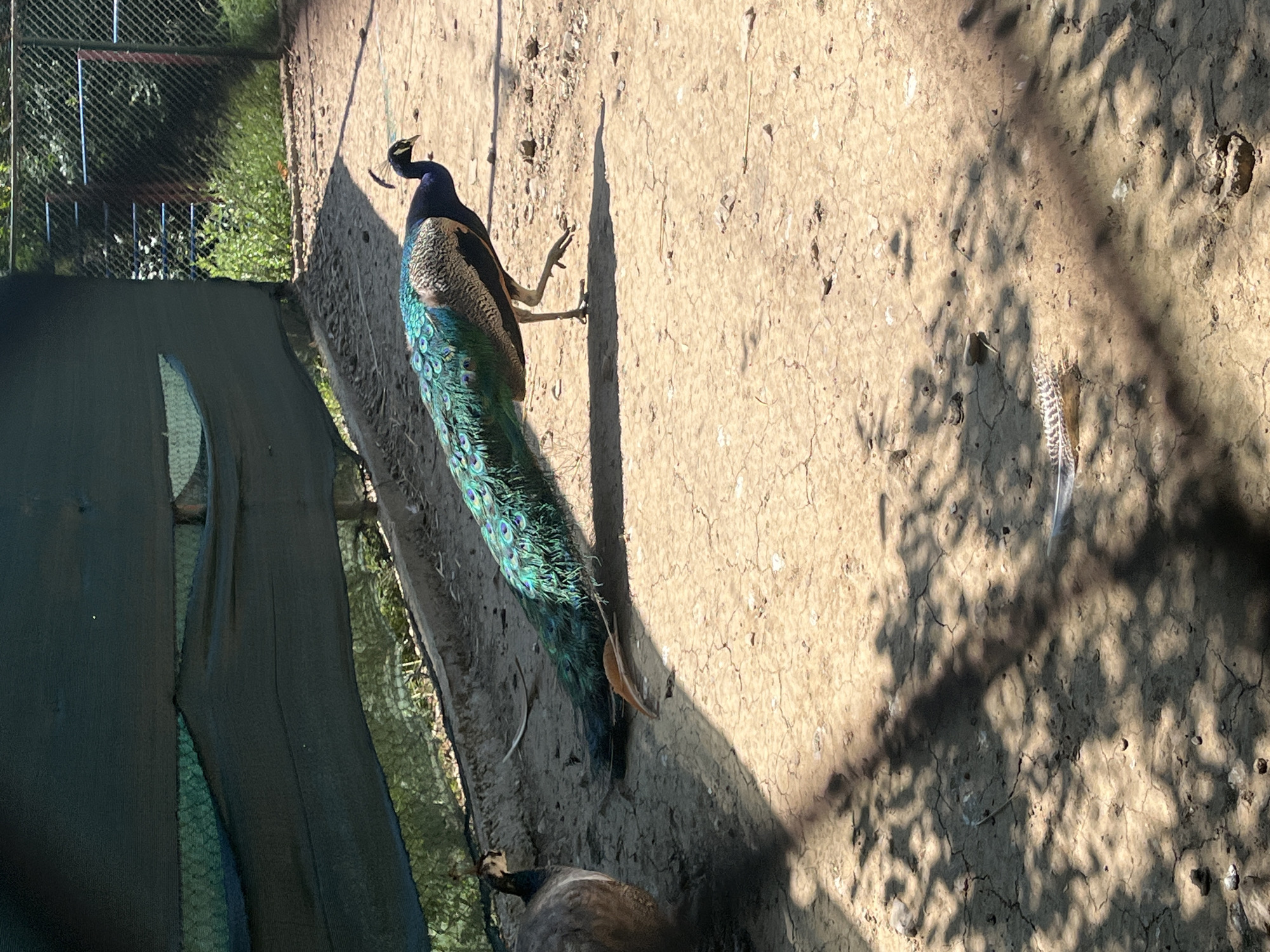 The image captures a peacock with vibrant blue and green plumage walking on dry, cracked earth. Its long, ornate tail feathers trail behind it. To the left, another peacock, appearing to be a peahen with duller brown and grey feathers, stands facing away from the camera. They are located in an outdoor enclosure with a dark green mesh covering and a chain-link fence in the background. Sunlight casts shadows on the ground, suggesting a bright, possibly warm, day. The environment appears to be a zoo or wildlife sanctuary. Based on the provided information, the location is identified as Gorna Malina, Bulgaria.