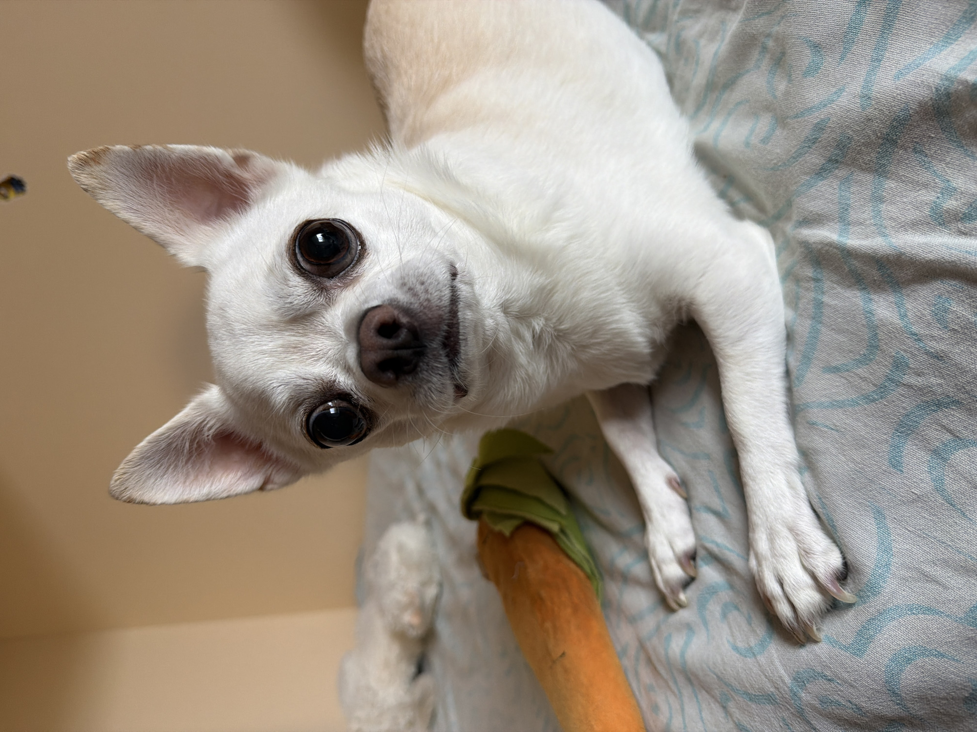 This image, captured in Birobidzhan, Russia, features a white Chihuahua dog lying on a light grey-blue fabric surface adorned with a subtle linear pattern. The dog is centrally positioned, facing forward with its head slightly elevated, its large dark eyes directed at the viewer. Its fur is primarily white, with a light cream-colored patch visible along its back and hindquarters. Both ears are erect and pointed, with a slight brownish tint at their tips. To the immediate left of the dog, an orange plush toy shaped like a carrot with green fabric leaves is visible. A blurry, indistinct white object is present in the distant left background. The primary background consists of a plain, uniform light tan wall. A small, dark, amorphous object is faintly visible near the top right edge of the frame.