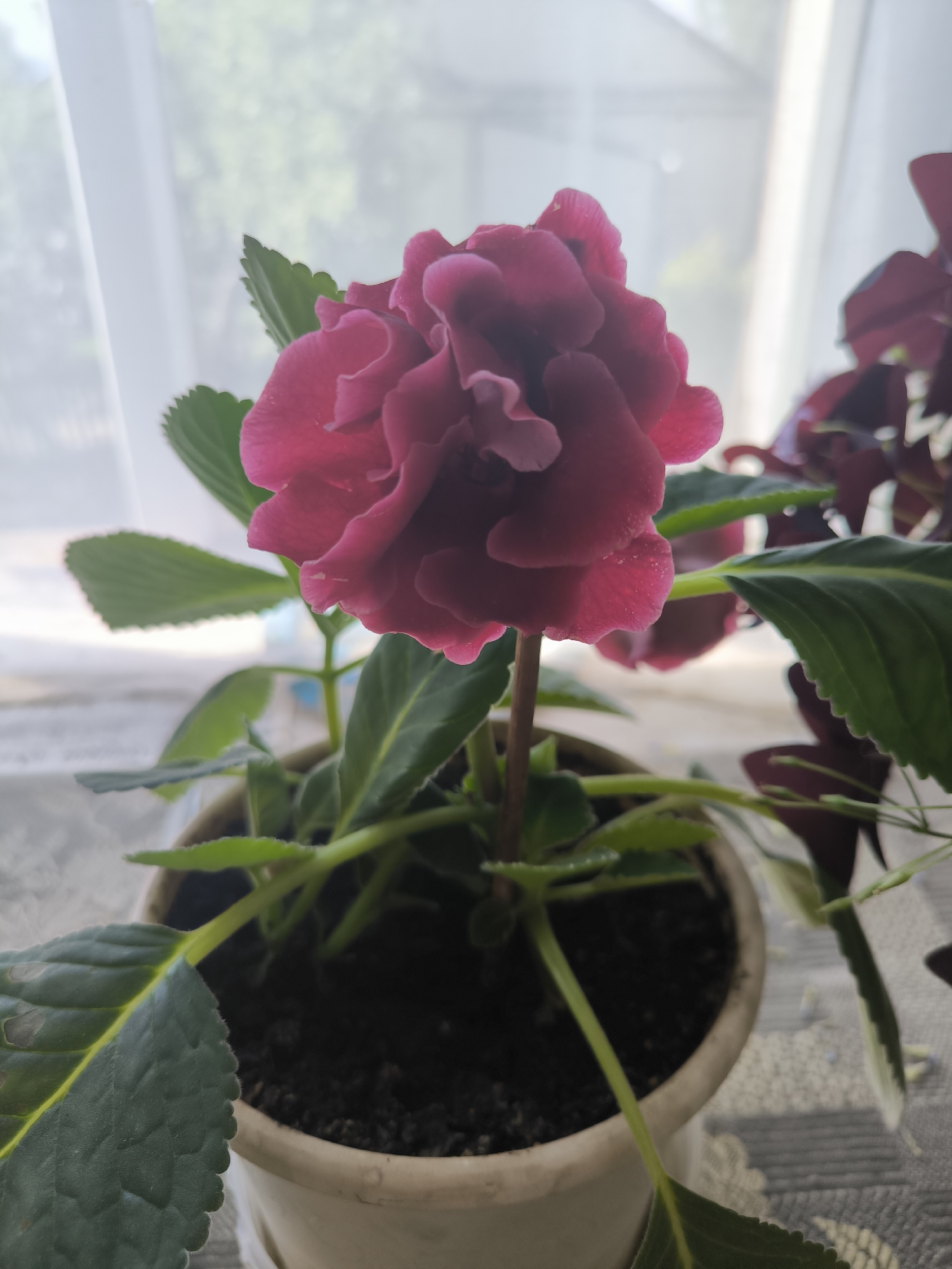 Memory