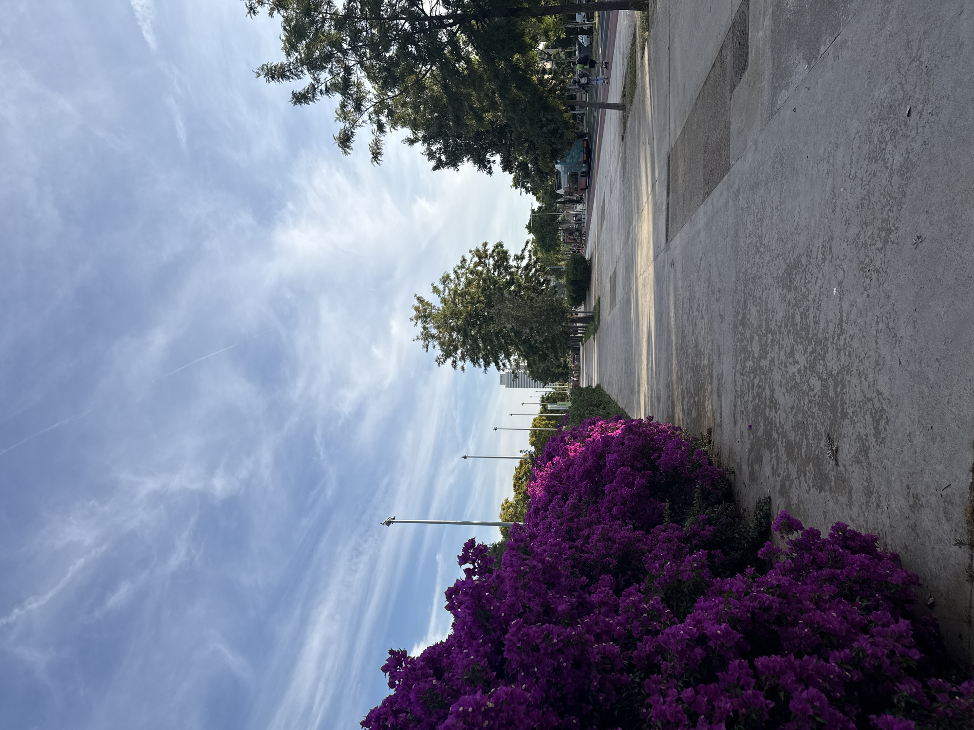 This image depicts a wide, linear urban park or boulevard in Barcelona, Spain. On the left, a dense, vibrant hedge of purple bougainvillea flowers borders a concrete pedestrian pathway, illuminated by direct sunlight in sections. Several tall, slender lamp posts are visible behind the flowering hedge, extending upwards. The central and foreground area is dominated by a light-grey concrete walkway with discernible expansion joints and patches of varying texture. To the right, a row of mature trees with green foliage lines the path, separating it from an adjacent road. On this road, a blue-green double-decker tourist bus is observable moving into the distance. Two individuals are visible on the right side of the road, one appearing to rollerblade on a red-marked lane, with another figure behind them. Further in the background, additional pedestrians and urban structures are present, including a tall, modern building on the horizon. The sky is light blue with scattered, wispy white cirrus clouds and faint aircraft contrails. The scene is illuminated by natural light, suggesting either morning or late afternoon, as indicated by the shadows.