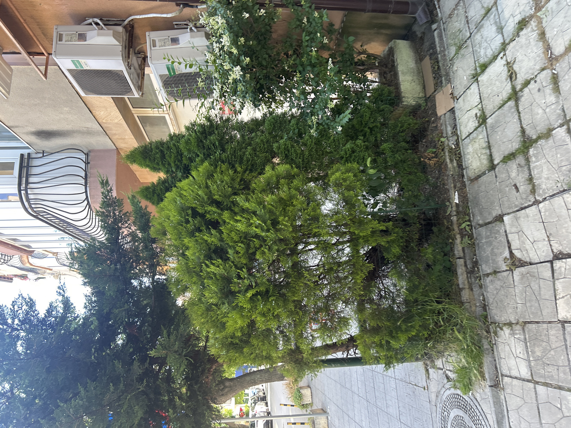 The image shows an outdoor scene in Varna, Bulgaria, featuring a building facade with two air conditioning units mounted on the wall. In front of the building, there is a sidewalk paved with interlocking concrete slabs, a street with parked cars, and several trees and shrubs. One large tree is to the left, and a dense cluster of evergreen shrubs, including two conical ones and a bush with white flowers, is in the foreground. A metal grate is visible on the sidewalk. The building has a balcony with decorative railings and windows. The environment appears to be urban, with elements of residential architecture and street infrastructure.