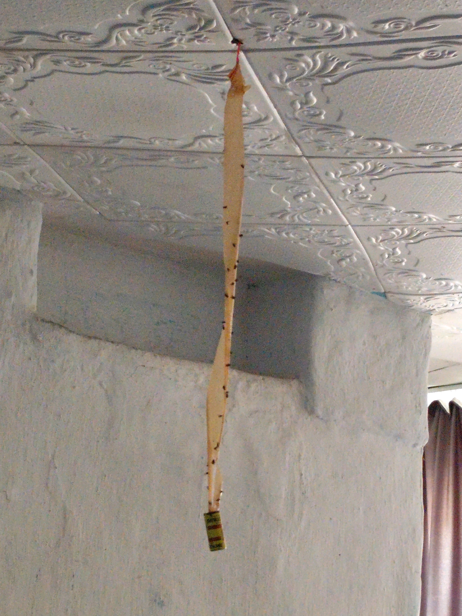 The image shows a sticky flypaper strip hanging from a textured ceiling. Several small insects are stuck to the flypaper. The ceiling appears to be white and embossed with a repeating floral pattern. Below the ceiling, there is a rough, white-painted wall. In the background, a glimpse of a window with a brown curtain is visible. The scene is indoors, suggesting a domestic or commercial setting. No people are visible. The location is specified as Balqaş, Kazakhstan.