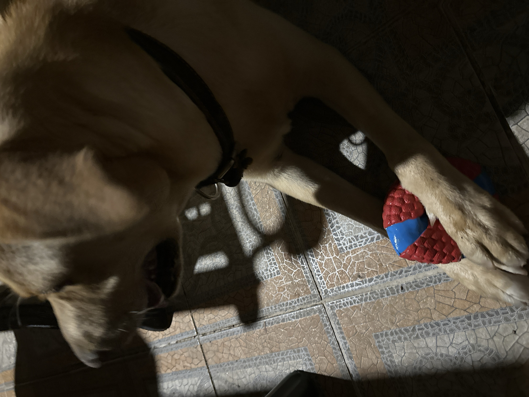 An overhead, medium shot captures a light brown dog on a tiled floor, its head turned to the left with its mouth open. The dog is wearing a dark collar. A red and blue ball is held between its front paws. Shadows from an unknown object are cast on the floor. The scene is devoid of any identifiable Sochi landmarks.