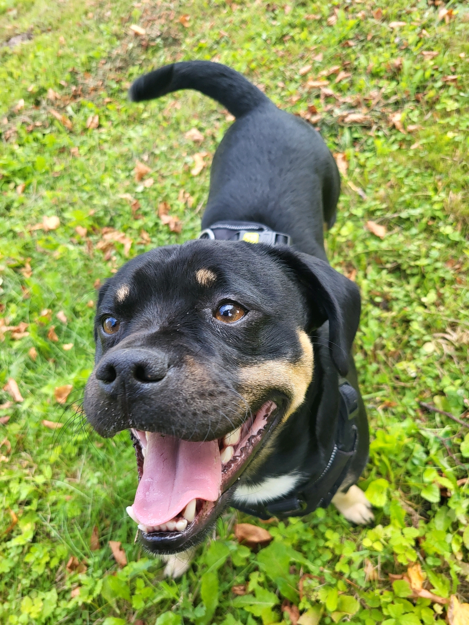 An outdoor, eye-level, medium shot captures a black and tan dog from a top-down perspective, panting with its mouth open and tongue visible. The dog is wearing a black harness. The background is a grassy area with fallen leaves. The scene is set in the city of Jelgava, Latvia.