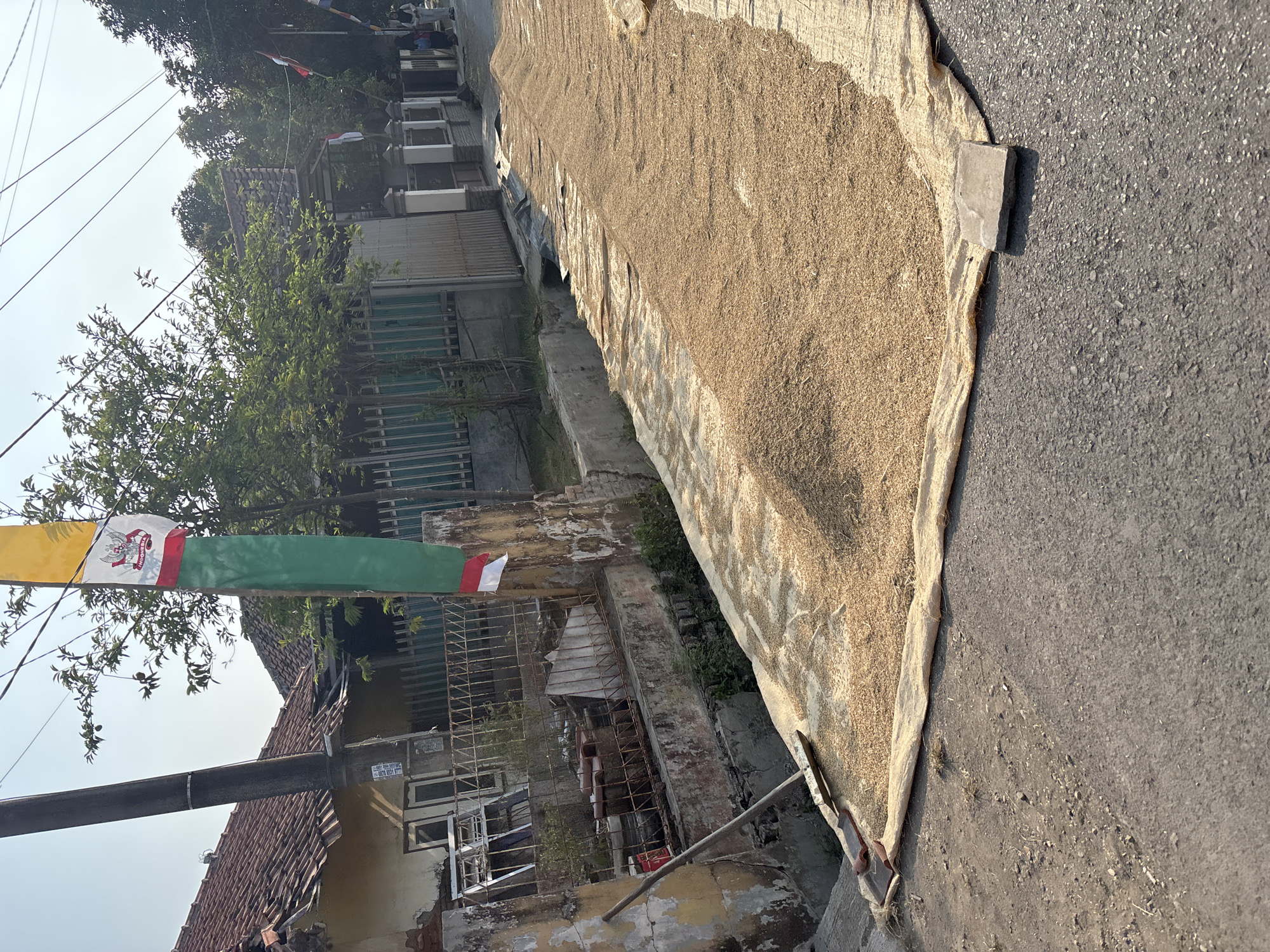 In the city of Salawana, Indonesia, a street is utilized for drying grains. A long, expansive mat lies on the asphalt, covered with a significant amount of grain, appearing to be rice paddy, spread out to dry in the sun. To the left, a broom with a metal head and wooden handle rests against a crumbling concrete wall, positioned next to a small ditch. Behind the wall, remnants of building materials and a metal fence are visible. A tall pole adorned with a green, yellow, and red flag, possibly the Indonesian flag, stands prominently on the left side of the image. The background reveals houses with tiled roofs and lush green trees. The scene depicts a common practice in agricultural communities where open spaces like streets are used for drying harvested crops.