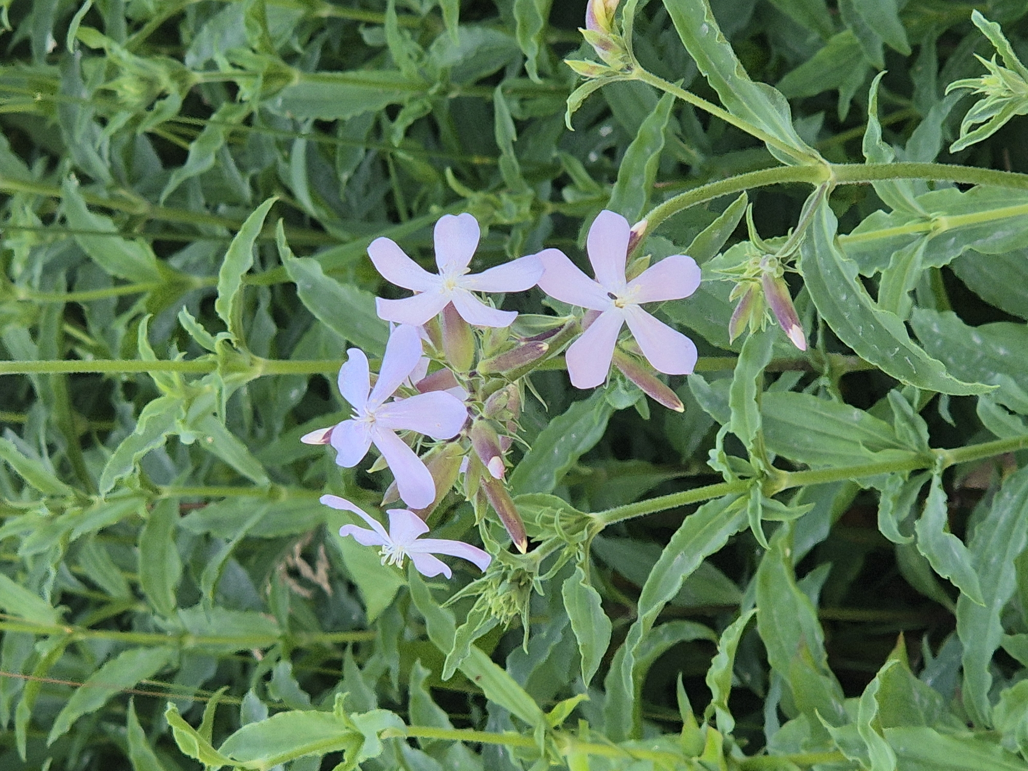 In Sozonivka, Ukraine, a close-up photograph captures a cluster of delicate, pale purple flowers amidst a lush, green background of foliage. The flowers, with their five distinct, notched petals, are the focal point, appearing almost translucent in the natural light. They are arranged on slender stems, some of which are adorned with developing buds in shades of pink and green. The surrounding leaves are elongated and slightly wavy, creating a soft, blurred backdrop that emphasizes the intricate details of the blossoms. The scene suggests a tranquil natural setting, likely a garden or meadow, bathed in the gentle light of day.