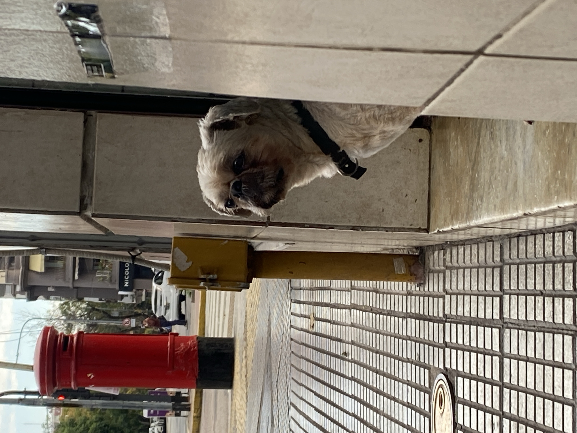 A medium shot depicts a small, light-colored dog, possibly a Shih Tzu, peering out from under a partially-obscured storefront in Buenos Aires, Argentina. The dog wears a black collar. The street scene includes a distinctive red and black cylindrical public mailbox next to a yellow post, and people are walking in the background, identifiable near a building with the word "NICOLO" on its facade. The dog's head is at eye level, suggesting a low vantage point. The background consists of tiled sidewalks and buildings across the street. The camera angle is tilted, making the scene appear asymmetrical.