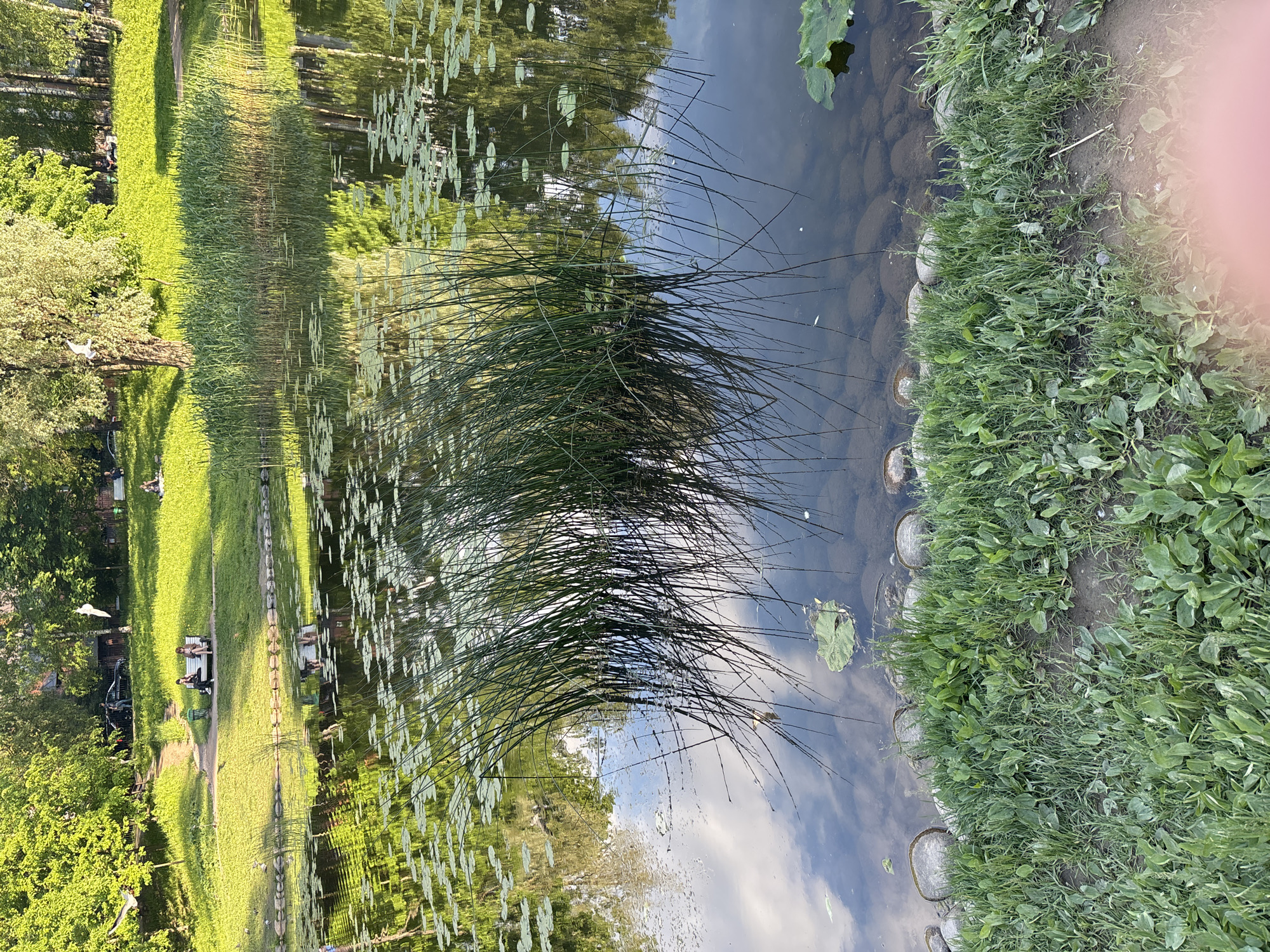 This image depicts a tranquil park scene in Saint Petersburg, Russia, centered around a calm body of water, likely a pond or a slow-moving canal. The picture is taken from a perspective near the water's edge, looking across to a grassy bank lined with trees.
The water surface acts as a mirror, clearly reflecting the bright blue sky with scattered white clouds, as well as the lush green foliage of the trees and grass from the opposite bank. Numerous circular lily pads or similar aquatic plants float on the water, particularly noticeable towards the left side of the frame. A large cluster of tall, slender reeds grows in the mid-ground of the water, creating a natural division in the reflective surface.
On the nearest bank, to the right, a strip of vibrant green grass and small plants grows along the water's edge. A visible row of large, rounded stones or boulders forms a retaining wall just beneath the waterline. The far bank, on the left, features an expansive, well-maintained lawn with a discernible dirt path running through it. Several deciduous trees with full green leaves cast long shadows onto the grass.
Several people are visible on the far bank, enjoying the park. Some are sitting on wooden park benches, while others appear to be strolling along the path or standing. Their distant figures suggest a relaxed atmosphere. A white bird, possibly a swan or goose, can be spotted on the far bank near the trees.
The scene is bathed in bright, natural daylight, with the long shadows suggesting either late morning or late afternoon. The weather appears clear and pleasant, conducive to outdoor activities. The overall mood of the image is peaceful and serene, showcasing a typical day in a public park. No discernible text is visible within the image.
