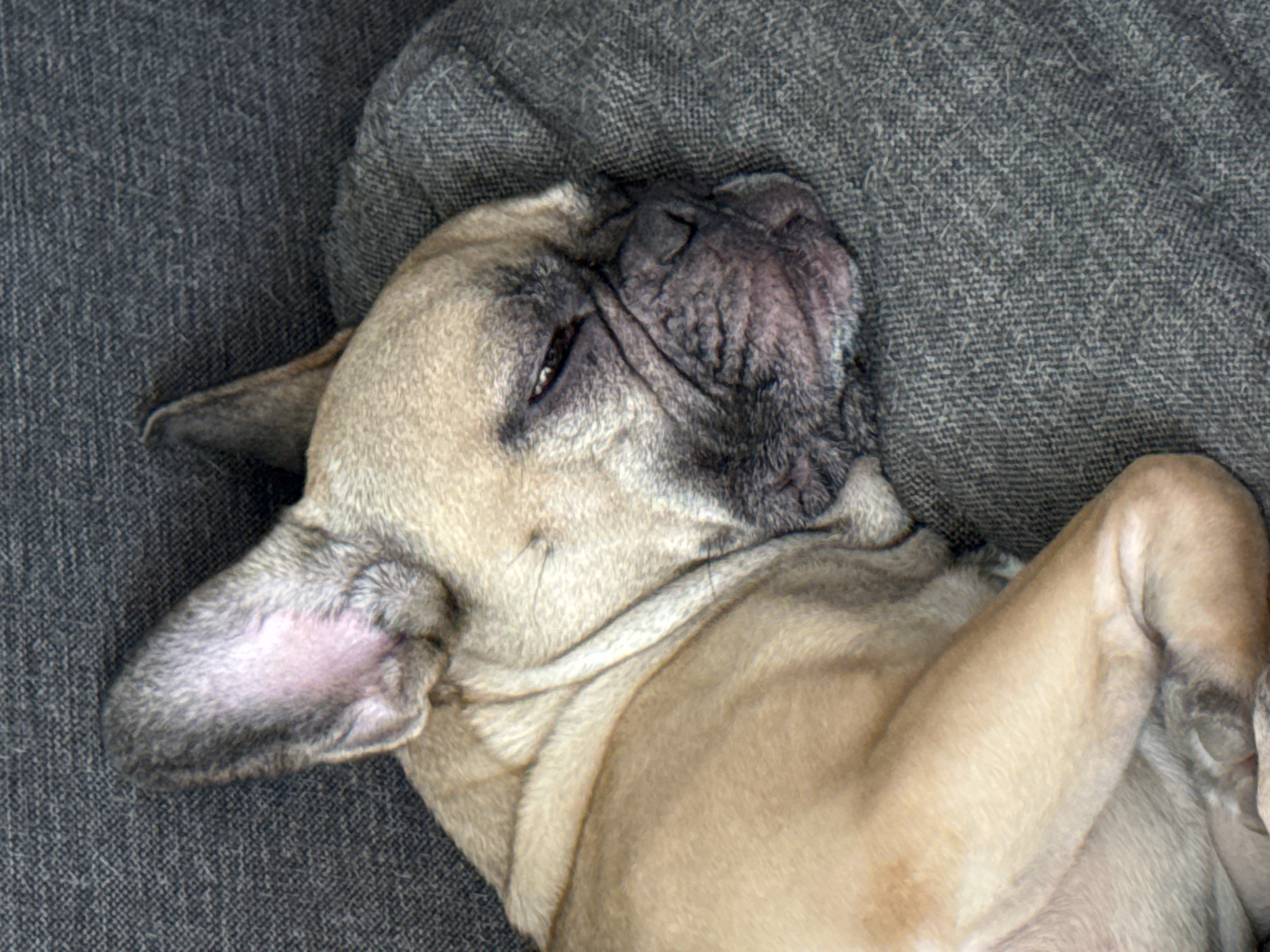 The image shows a close-up, top-down view of a fawn-colored French bulldog sleeping on a dark gray, textured surface, likely a couch or bed. The dog is lying on its back with its head turned to the left. Its eyes are closed, and its facial features, including its characteristic wrinkled snout and prominent ears, are visible. One of its front paws is resting on its chest, while its other front leg is bent and positioned near its head. The dog's fur is short and appears to be a light tan color, with darker markings around its muzzle and ears. The background is a solid, dark gray fabric with a visible weave pattern. There are no other subjects or discernible objects in the frame. The lighting suggests it could be daytime, indoors, given the soft, diffused light. The overall mood conveyed is one of peaceful sleep and relaxation. No text is visible in the image. The location context is Mikhaylovsk, Russia, but there are no specific visual cues in the image to confirm this location.