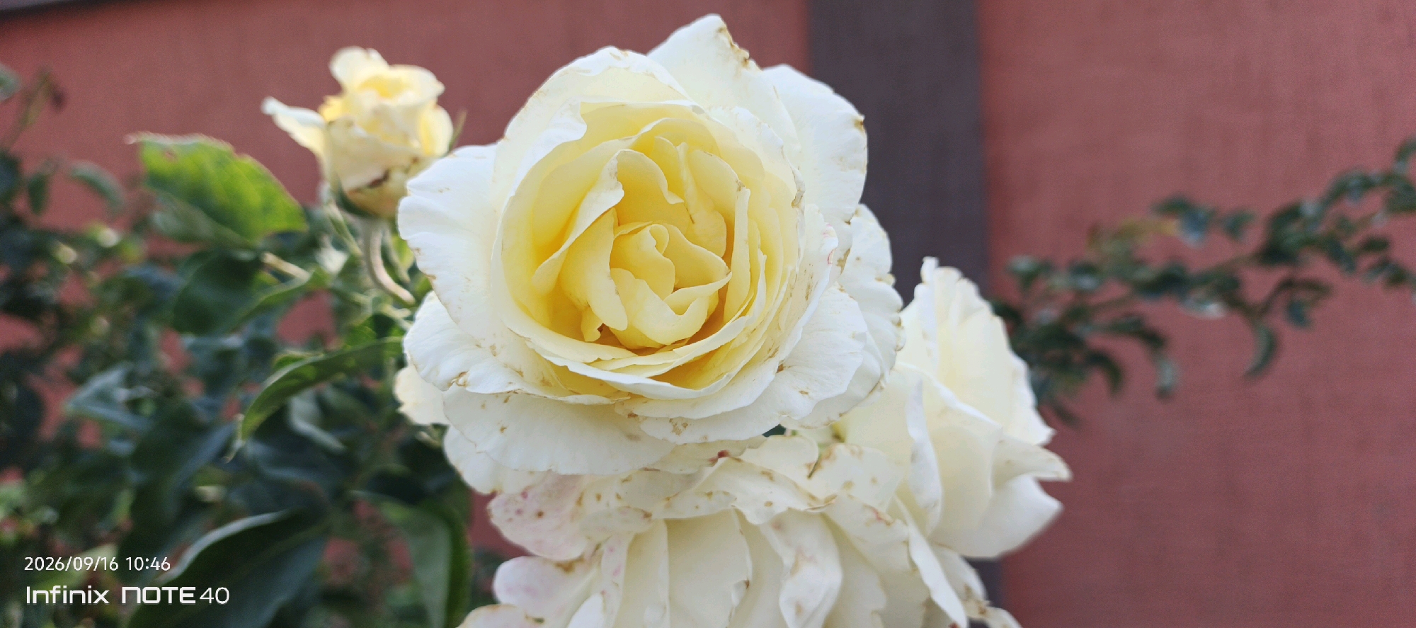 This is a close-up, horizontal, outdoor photograph of two pale yellow roses with some browning on their edges. The rose in the foreground is larger and fully bloomed, while a smaller, less developed rose is visible behind it to the left. Green leaves and thorny stems are present, interspersed with the flowers. The background is a blurry, reddish-pink wall. A date and time stamp "2026/09/16 10:46" and "Infinix NOTE 40" are present in the bottom left corner of the image. The image appears to have been taken in the city of Muyan, Uzbekistan, based on the provided context. There are no people or animals in the scene.