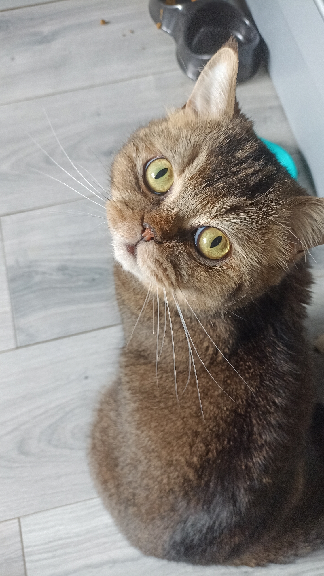 A brown tabby cat with bright green eyes is looking up at the camera. The cat is sitting on a grey wooden floor. In the background, a black cat food bowl is visible. The image was taken in the city of Chekhov-2, Russia.