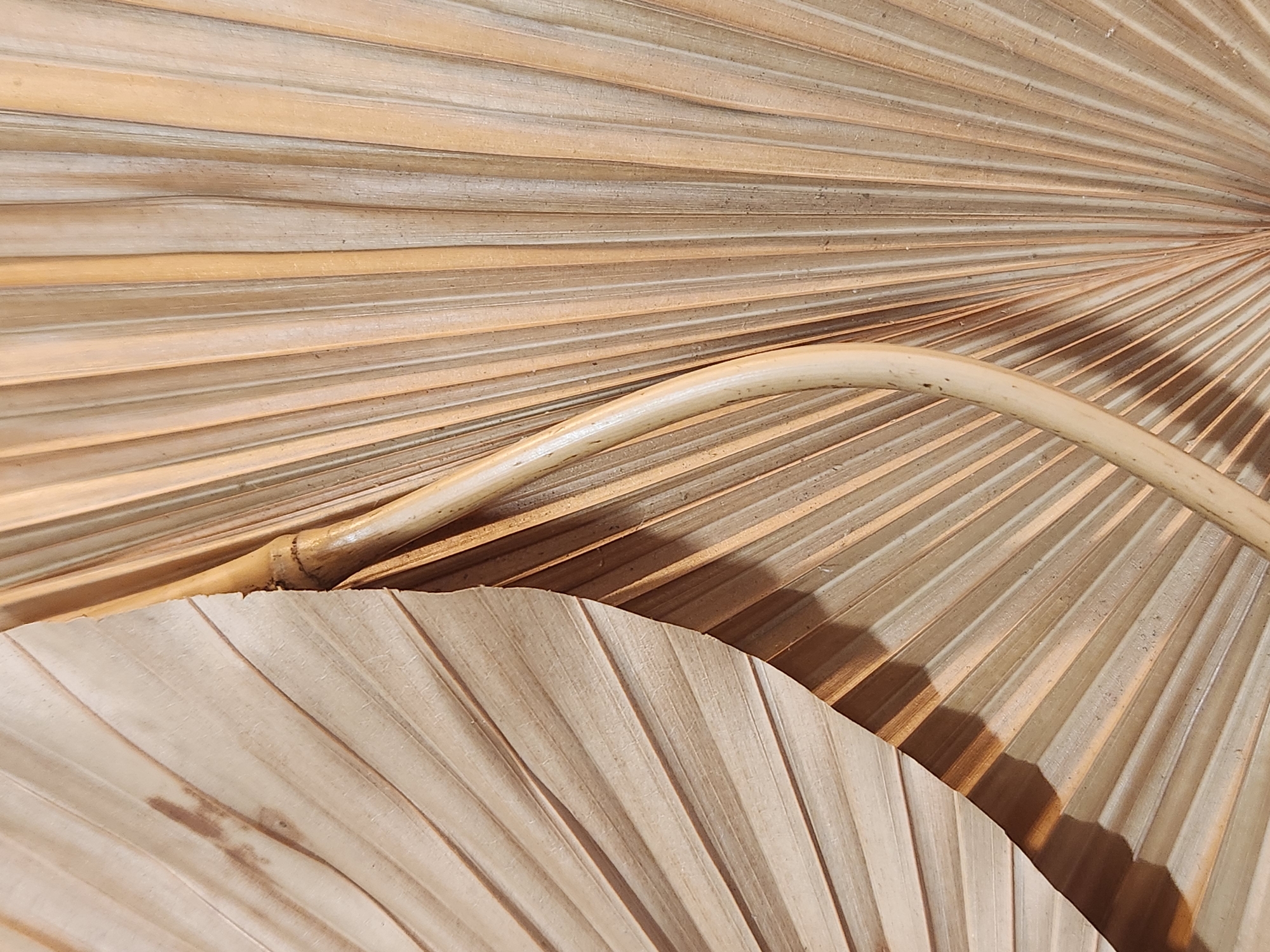 The image is a close-up shot of dried palm fronds, exhibiting a natural, organic texture and color palette. The fronds are arranged in a fan-like pattern, with distinct lines and creases visible on their surfaces. A curved bamboo-like element is placed in the foreground, partially obscuring the fronds and adding a contrasting organic shape to the composition. The lighting suggests a soft, diffused light source, casting subtle shadows that accentuate the textures and dimensionality of the fronds. The overall impression is one of natural beauty, simplicity, and a tactile, earthy aesthetic. There are no people or specific urban landmarks visible, and no information is provided to place the image in Maitland, United States of America.