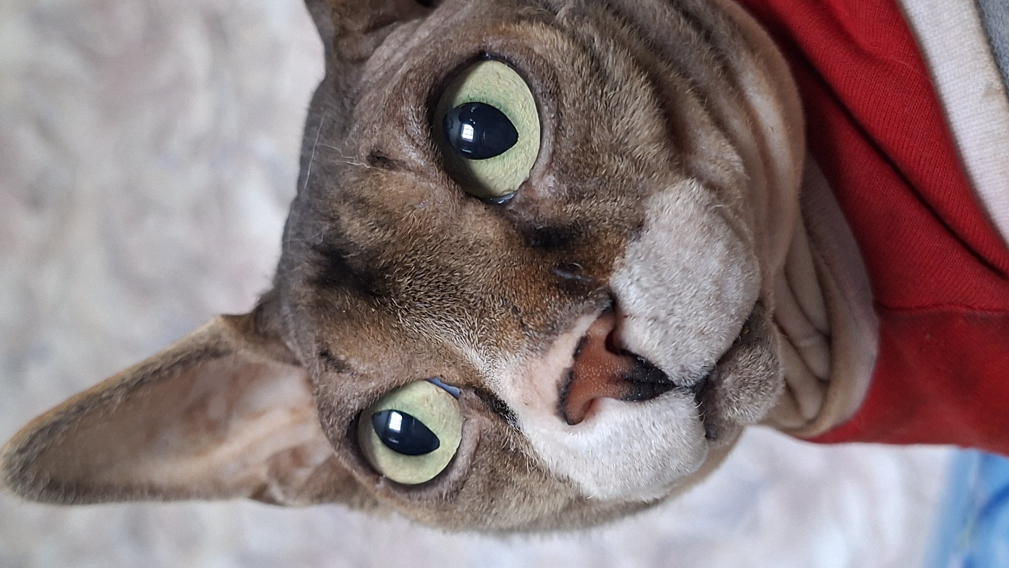 A close-up, portrait-style, vertical photograph shows the face of a Sphynx cat. The cat is looking upwards and to its left, with its large, round, light green eyes prominent. The cat's fur is a tabby pattern of brown and grey stripes, and its skin is visible in some areas, particularly around the nose and mouth, showing wrinkles characteristic of the breed. The cat is wearing a red garment, possibly a sweater or shirt, which covers its neck and chest. The background is out of focus, appearing to be a textured, neutral-colored surface. The lighting is soft, highlighting the cat's features. There is no specific indication of location within Забалоцкі сельскі Савет, Belarus.