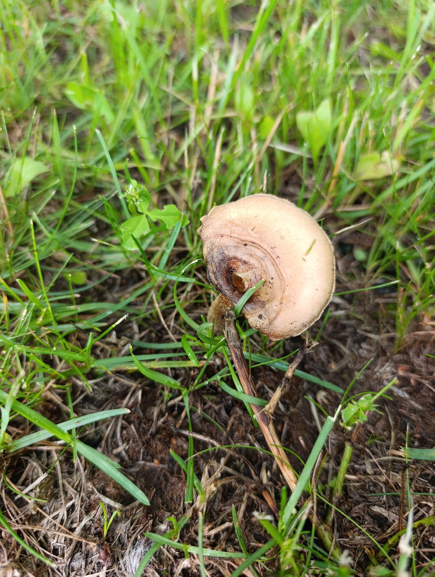 A single mushroom with a light brown, circular cap is growing in the grass. The cap has concentric rings and a dark brown center. The stem is thin and brown. The surrounding environment is a grassy area with dry leaves and twigs on the ground. The scene appears to be outdoors in natural light. The location is Ivanovska, Russia.