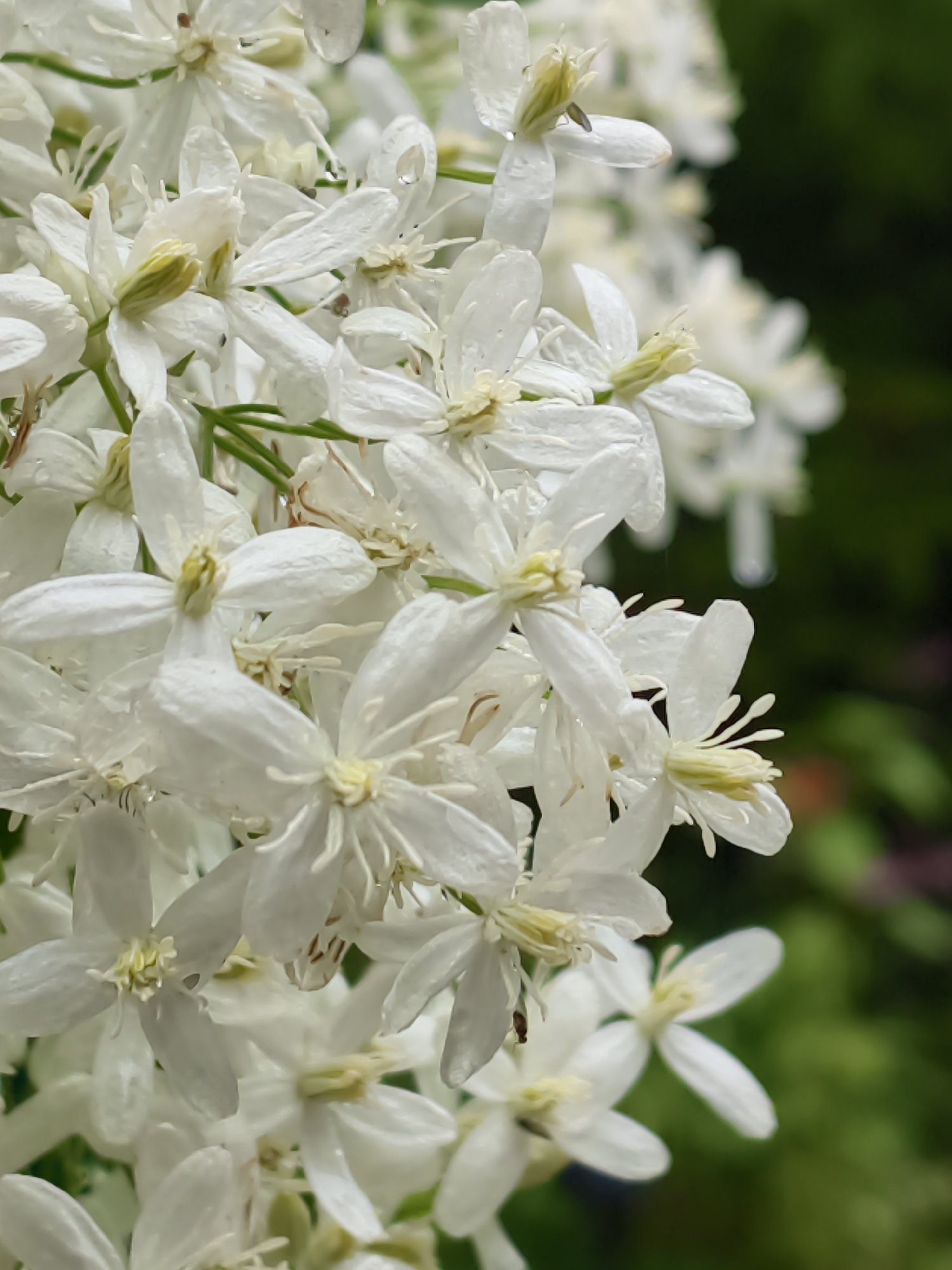 A close-up, vertical shot focuses on a cluster of delicate white flowers, possibly Clematis, with yellow stamens. Some petals appear slightly translucent and wet, suggesting recent rain. The background is a soft, out-of-focus blur of dark green foliage, with hints of reddish-brown color visible deeper in the background, possibly from other plants or flowers. The lighting is soft and diffused, typical of an overcast day. The image appears to be taken outdoors in a natural setting, consistent with a garden or park environment. No specific location within Angarskie Khutora, Russia, can be identified from the visual information alone. There are no people or animals present in the frame.