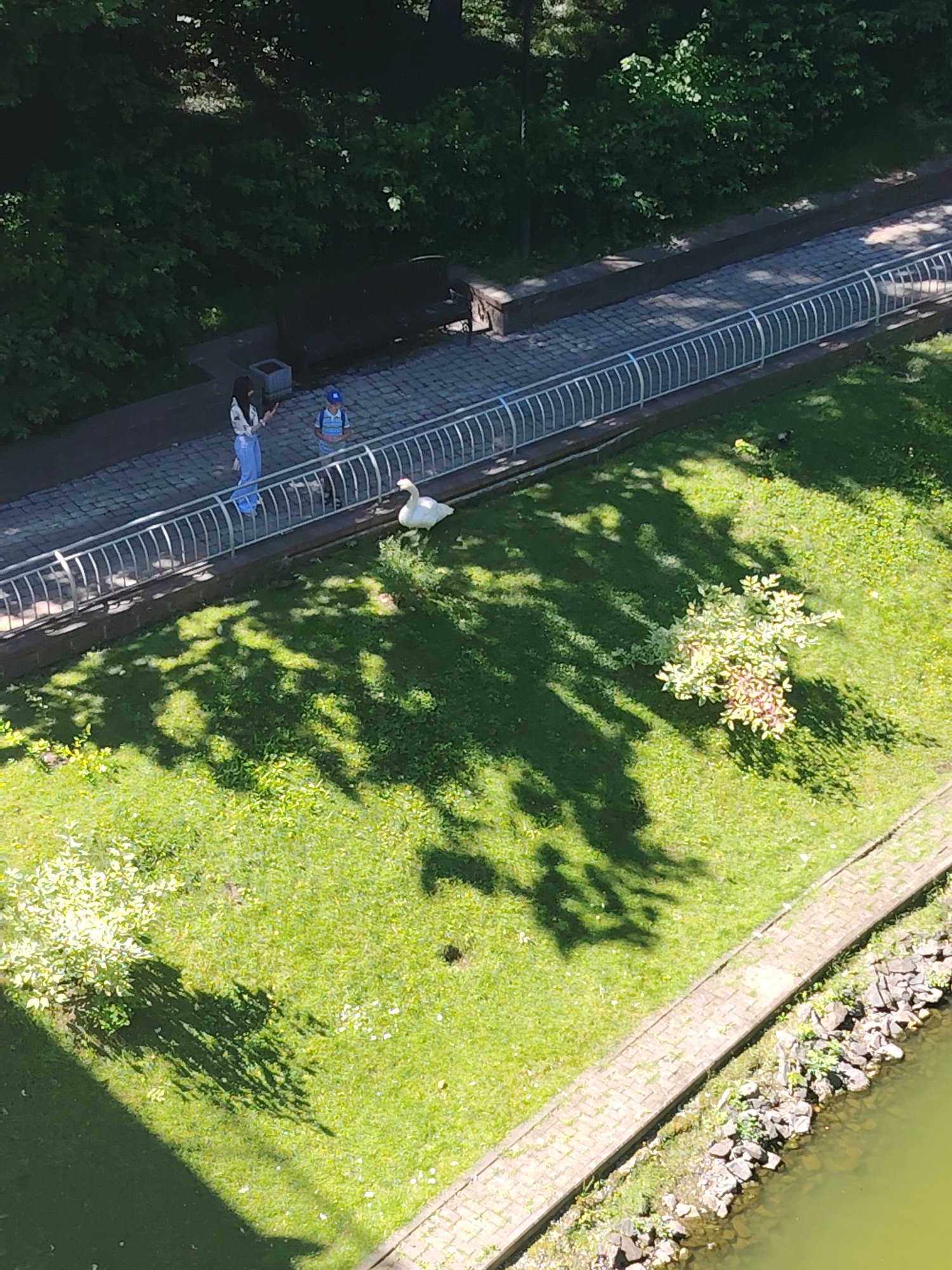 The image depicts an elevated view of a park or waterfront area in Homyel, Belarus, on a sunny day. A paved walkway runs along a green lawn, separated by a metal railing. On the walkway, a woman in a white and patterned top and light blue pants is standing, facing away from the camera, with her left hand raised as if gesturing. Beside her, a young boy wearing a blue cap and a striped shirt is also standing. On the lawn adjacent to the walkway, a white swan is resting. Lush green trees line the background, casting dappled shadows on the grass. A body of water, likely a canal or river, is visible in the lower right corner, with a rocky embankment along the edge. The overall scene suggests a peaceful outdoor setting within the city.