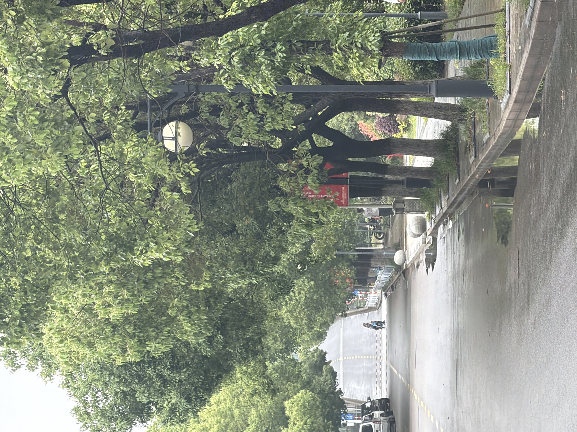 A street scene in Jiangning District, China, captured on a rainy day. The street is wet and reflects the sky. The road stretches into the distance, lined with mature trees on both sides. A motorcycle with two people is traveling along the road. A white van is visible at the end of the road. The sidewalks feature lamp posts and newly planted trees wrapped in green fabric. A row of spherical bollards lines the edge of the sidewalk. The overall impression is one of a quiet, wet day in a tree-lined urban area.