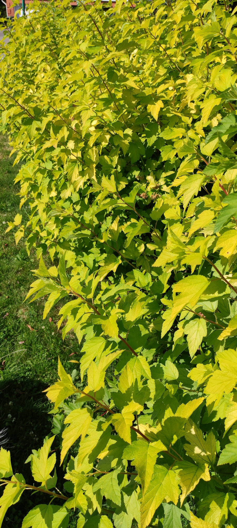 The image shows a densely foliated shrub with bright yellow-green leaves, possibly a Spirea variety. The shrub occupies the majority of the frame, with its branches extending diagonally from the lower left to the upper right. Some of the leaves exhibit a lighter, almost lime-green hue, while others are a deeper yellow. A patch of green grass is visible on the left side of the image, and a hint of a building with a brick facade can be seen in the upper left corner. The lighting suggests it is daytime, with sunlight casting shadows on the leaves. The image appears to have been taken in an outdoor setting within a city park or residential area.