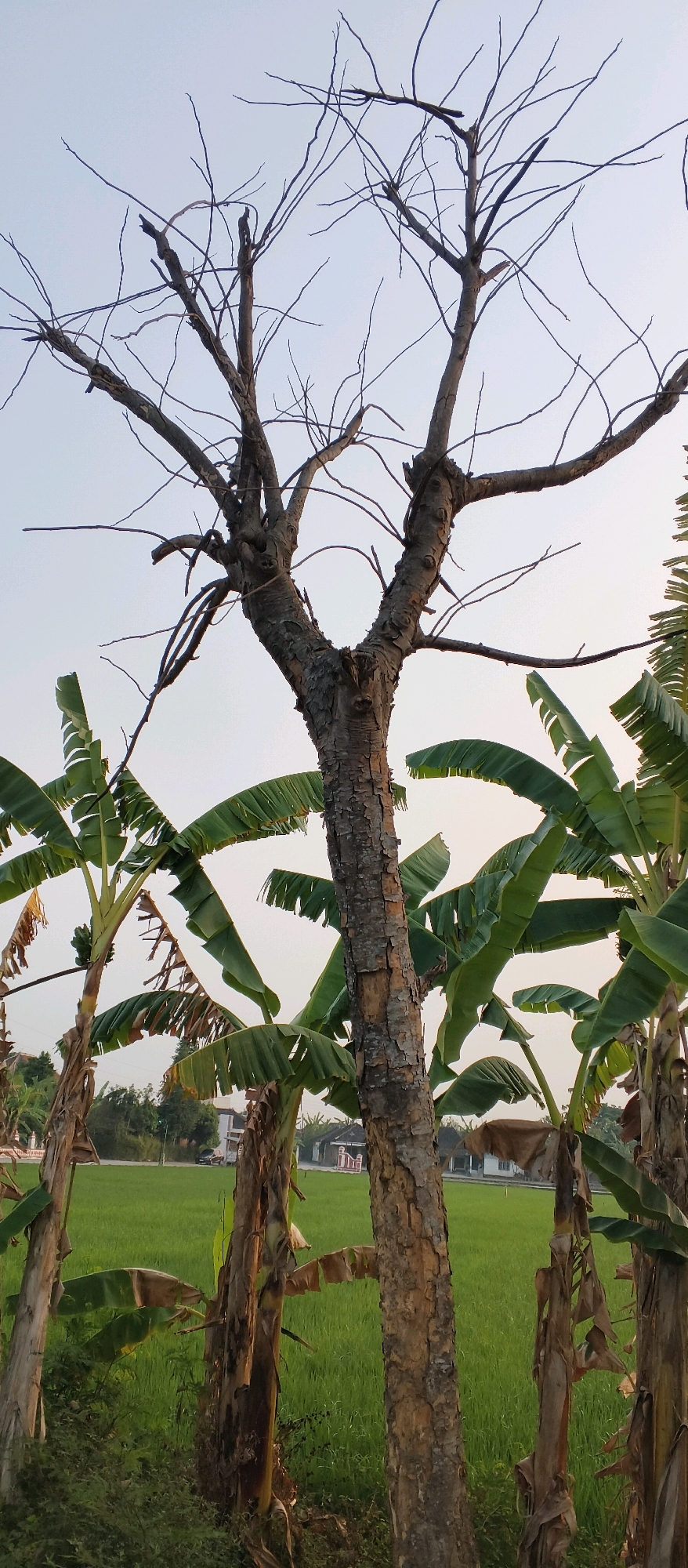 The image shows a dead tree with bare branches against a light sky. In the foreground, several banana trees with large green leaves are visible. Behind the trees, a vibrant green field of rice paddies stretches into the distance. Several houses with red roofs are scattered across the landscape, and some trees are visible in the background. The scene appears to be in a rural area, likely in Japanan, Indonesia, given the presence of rice paddies and tropical vegetation. The lighting suggests it is daytime, possibly late afternoon or early morning. There are no people or animals visible in the image.