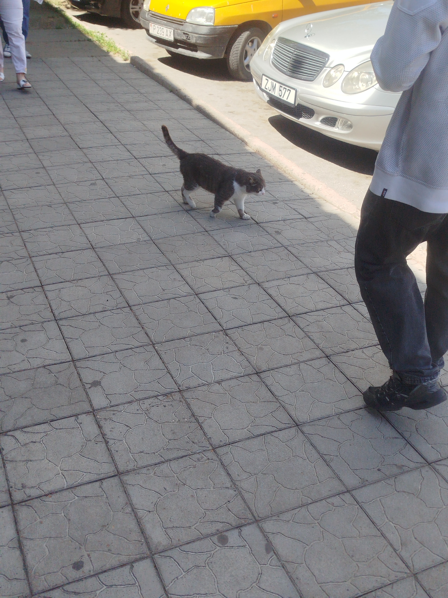 A gray and white cat walks on a tiled sidewalk next to a parked silver Mercedes-Benz and a yellow car. A person wearing dark pants and a light-colored sweatshirt is standing on the right side of the frame, with their back to the camera, facing the cat. The sidewalk is made of square concrete tiles with a patterned texture. Sunlight casts shadows on the sidewalk. The background shows the front of the cars and some greenery on the left. The license plate of the Mercedes is visible and reads "ZJM 577". The license plate of the yellow car is partially visible and reads "P 239 AX". The scene appears to be a street or parking area in a city.