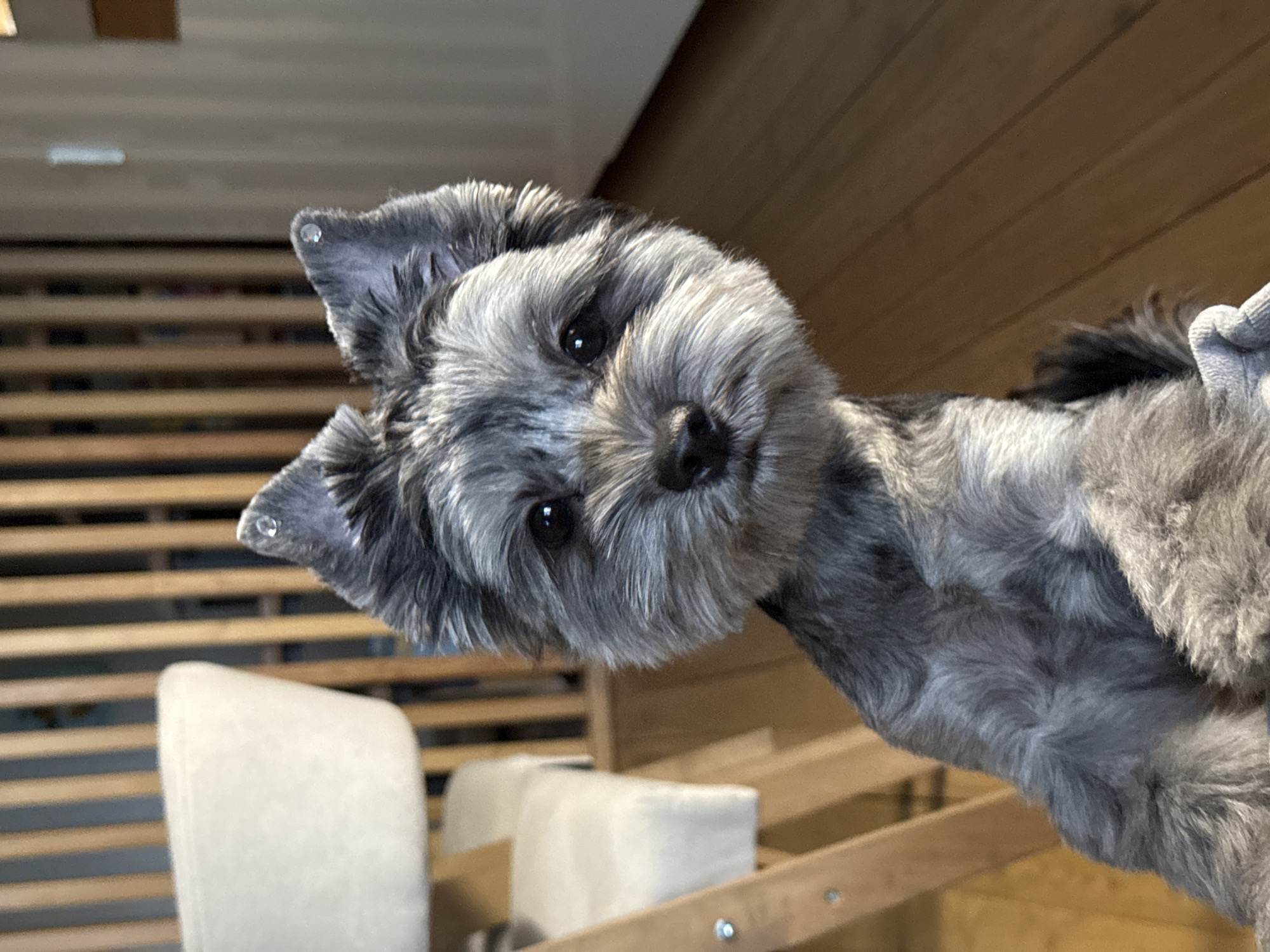 A close-up, eye-level shot shows a small, grey and black dog with its head tilted to the right. The dog has large, pointed ears, dark eyes, and a furry snout. There are small, shiny accessories attached to the tips of its ears. The dog is positioned in the foreground, and its body tapers off towards the bottom of the frame.
In the background, to the left, a portion of a light-colored chair with a wooden frame is visible. Behind the chair and extending across the background is a wooden slatted structure, possibly a room divider or shelving unit. The floor is made of polished wooden planks.
The scene is indoors, with soft, natural light illuminating the dog. The overall impression is of a domestic setting. The provided image is not geo-tagged, and therefore it is impossible to determine its specific location in Chaikovsky, Russia.