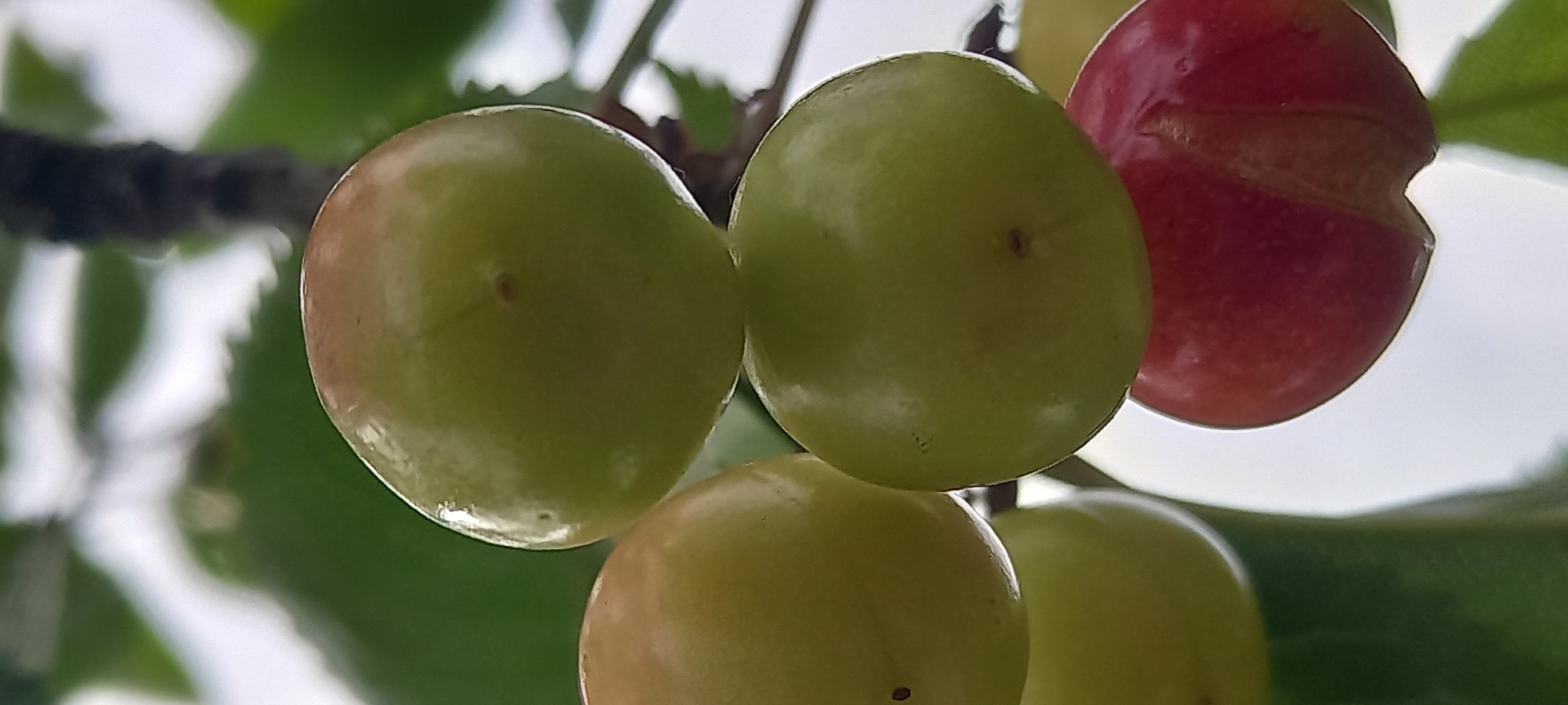 This close-up image features a cluster of cherries growing on a tree branch. The main subjects are several round cherries, predominantly light green, indicating they are in an unripe stage of development. One cherry on the far right stands out with a vibrant red color, signifying ripeness, and displays a visible split or crack on its skin. The cherries exhibit a slight reflective sheen on their surfaces.
The background consists of blurred elements, including dark, out-of-focus branches and soft green foliage, suggesting an outdoor natural setting. The bright and clear illumination points to a daytime scene. No specific activity or event is depicted beyond the natural growth of the fruit on the tree. There are no people visible, nor any discernible text in the image. The setting is a cherry tree located in Zolota Poliana, Ukraine.