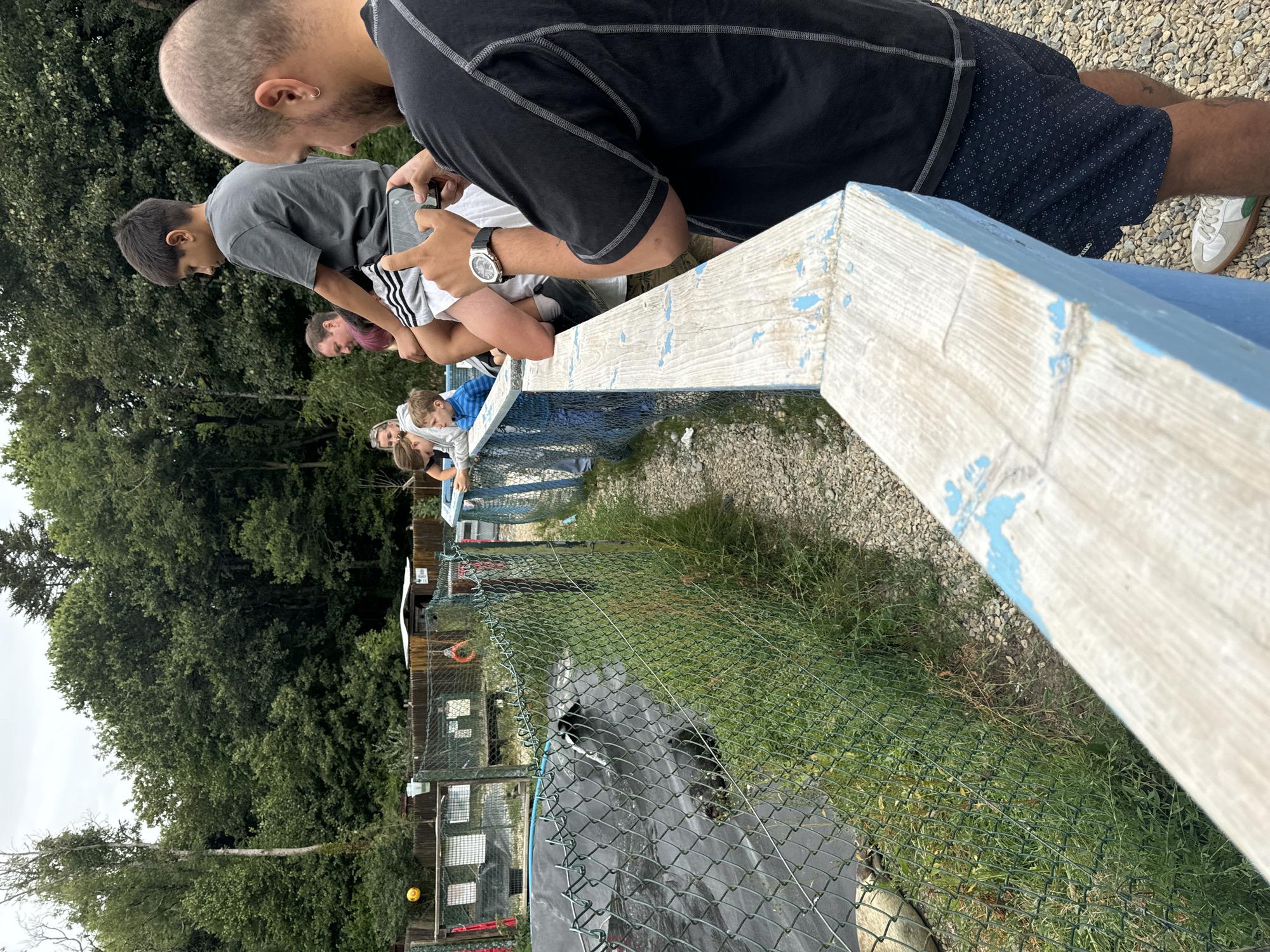 In Courtown, Ireland, a group of people are gathered to observe animals in an enclosure. A man in the foreground, wearing a black t-shirt and patterned shorts, is holding a phone to take a picture of a boy sitting on another man's shoulders. The boy is wearing a grey t-shirt. Behind them, other individuals are also looking towards the enclosure. The enclosure contains a body of water, possibly a pond or pool, with a black liner. Several animals, appearing to be ducks or similar waterfowl, are visible in the water. A green chain-link fence separates the onlookers from the enclosure. The environment is outdoors, with trees and foliage visible in the background. The ground is covered with gravel.