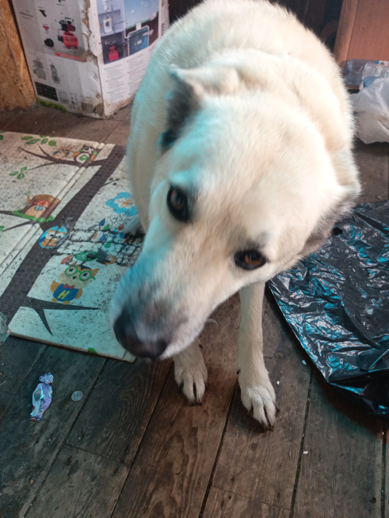A light-colored dog with dark ears and brown eyes is standing on a wooden floor in front of a patterned mat. The dog is looking down and to the left. To the left of the dog is a large cardboard box with images of appliances. A crumpled black plastic bag is to the right of the dog. There are small pieces of debris scattered on the floor.