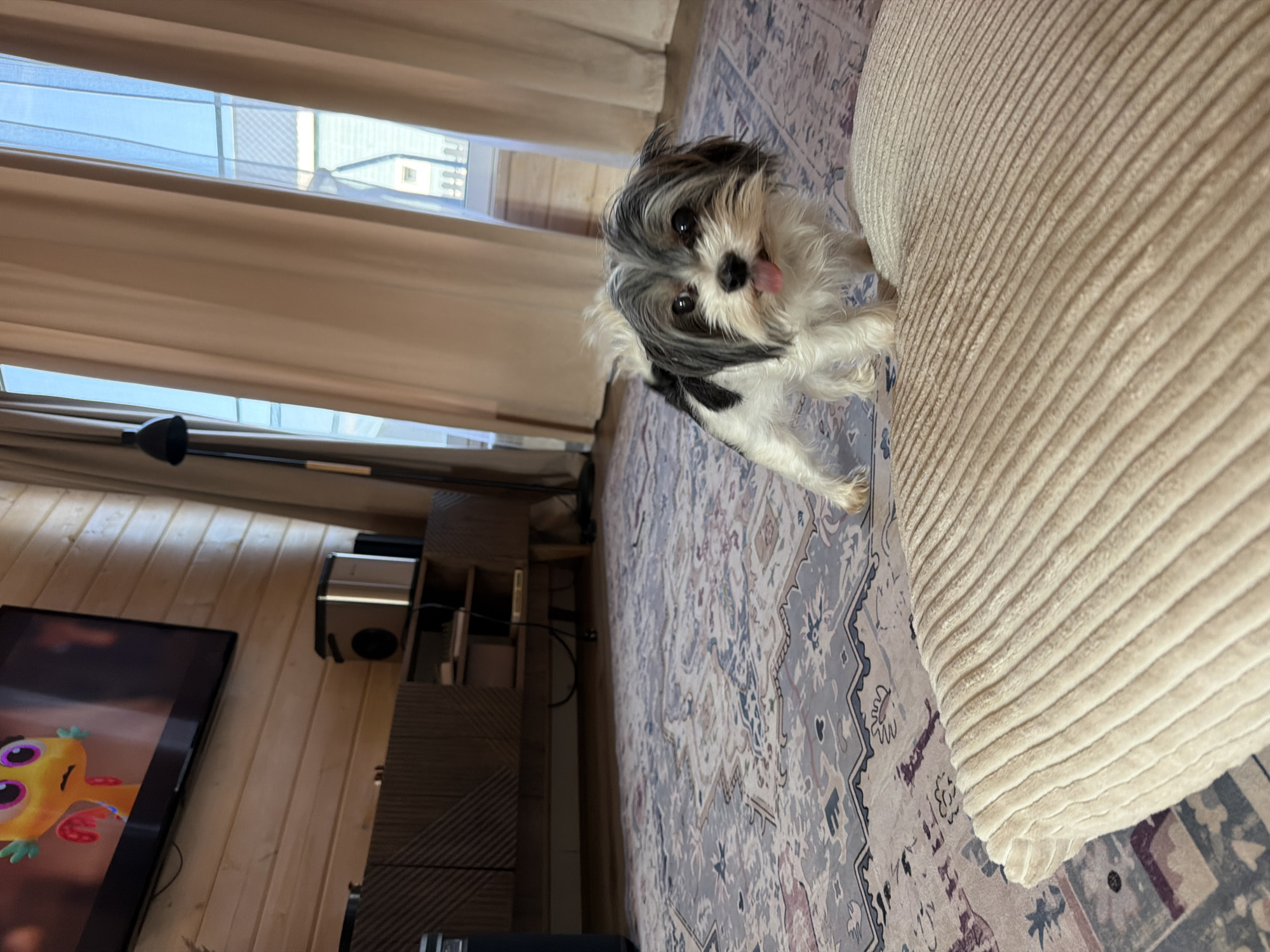 The image depicts an indoor scene, likely a living room, with a small dog in the foreground. The dog is a mixed breed, possibly a Shih Tzu or Yorkshire Terrier, with black and white fur and its tongue sticking out. It is standing on a patterned rug. Behind the dog, a light-colored curtain is visible, partially obscuring a window. To the left of the dog, a television screen displays a cartoon character. Further to the left, a wooden cabinet with a modern design is present. The floor is covered by the patterned rug. The environment suggests a domestic setting. No specific details about the city of Степаньково, Russia, are discernible from the image itself.