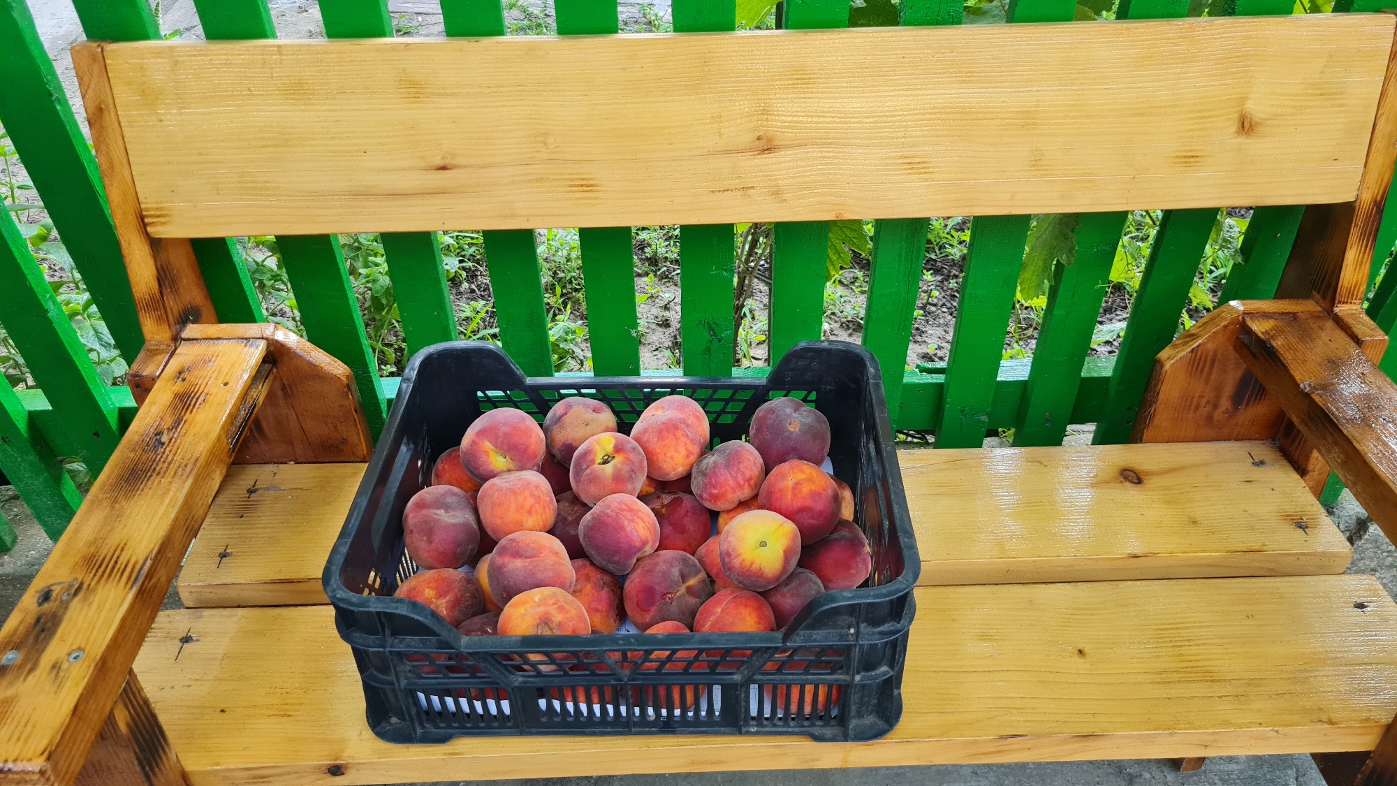 A black plastic crate filled with ripe peaches rests on the wooden seat of a weathered wooden bench. The bench is painted in a light yellow hue, with dark brown accents on its armrests and supports. Behind the bench, a bright green wooden fence with vertical slats stands against a backdrop of lush green foliage and soil. The scene appears to be outdoors, possibly in a garden or yard, given the presence of the fence and plants. The lighting suggests it is daytime, with soft light illuminating the fruits and the bench. The location is identified as Salhany, Ukraine.