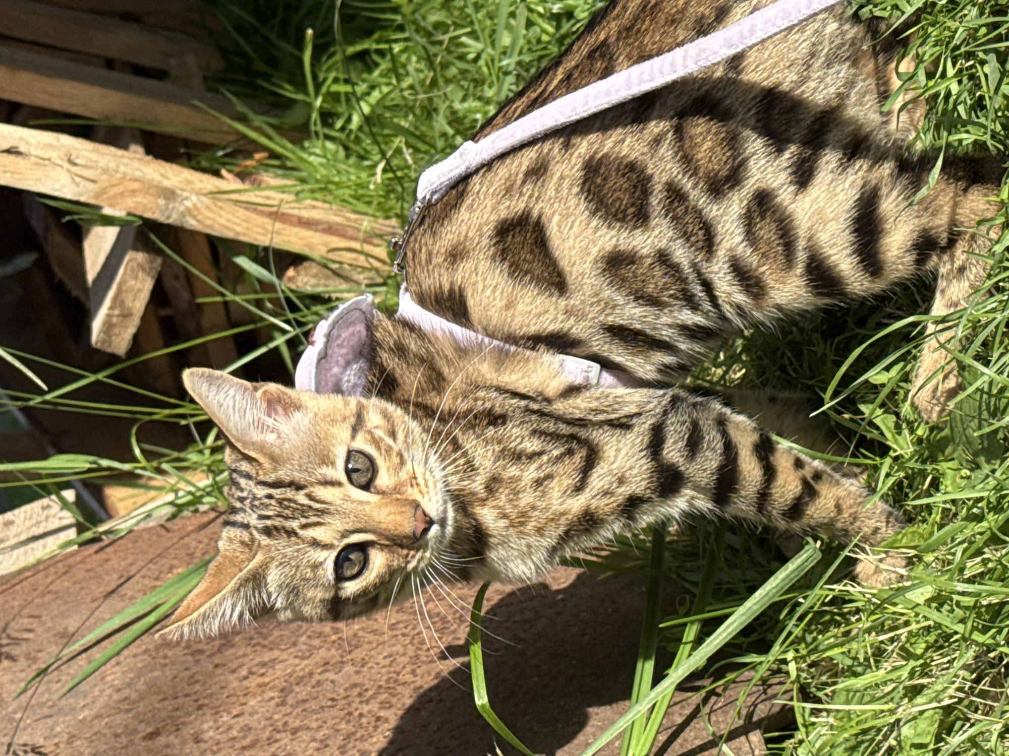 A Bengal kitten with a tabby pattern and a light pink harness is sitting in green grass. The kitten is facing forward and looking at the camera. In the background, there is a rusty metal object and some wooden planks. The scene appears to be outdoors.