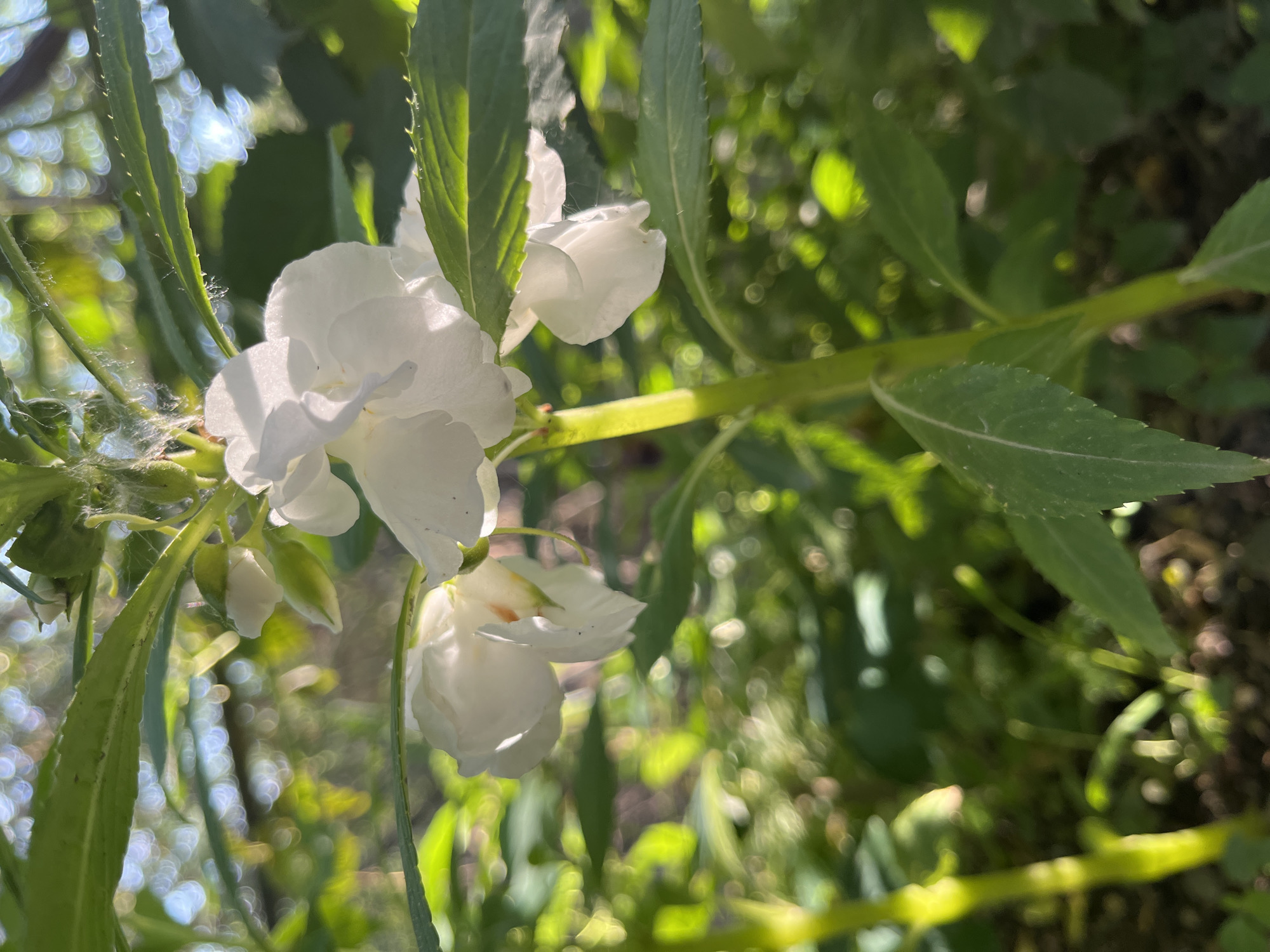 This is a close-up, eye-level photograph of white flowers and green foliage, likely taken outdoors in a natural setting within Mailuu-Suu City, Kyrgyzstan. The focus is on the delicate white petals of the flowers, some of which are fully open, while others appear to be buds. The green leaves surrounding the flowers are vibrantly colored and appear healthy. The background is a soft blur of green and yellow, suggesting a sun-dappled environment with dappled light filtering through the leaves. There are no people or animals visible in the frame. The overall impression is one of natural beauty and tranquility, with the light playing a significant role in highlighting the textures and forms of the plant life.