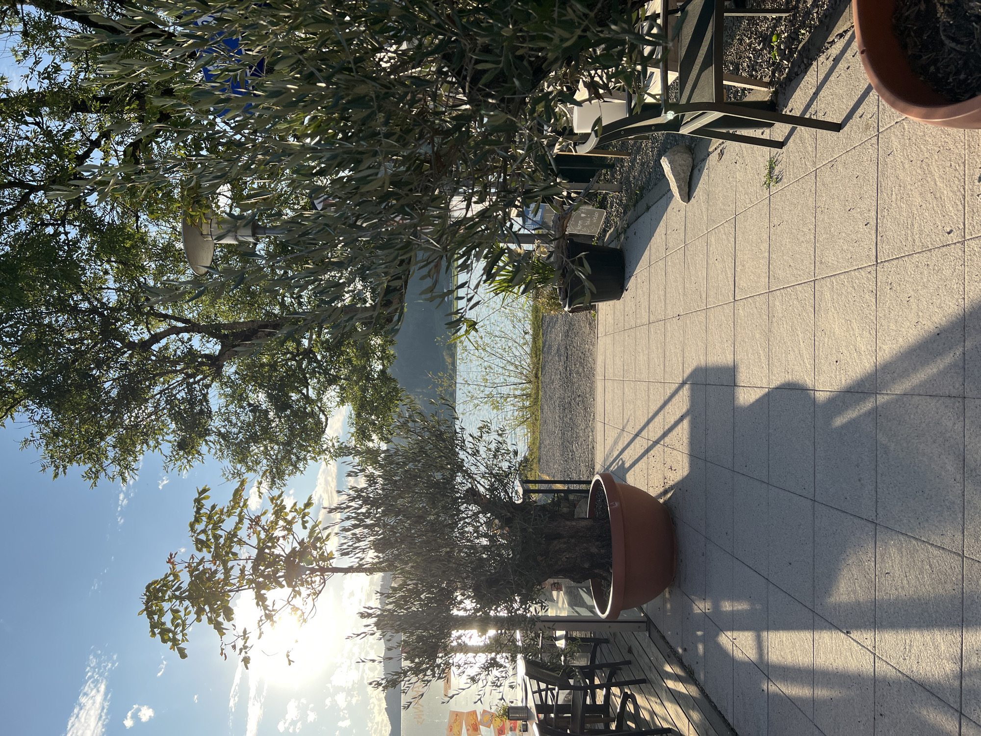 This is a photograph of an outdoor seating area with a view of a lake and mountains, likely taken in Immenstadt im Allgäu, Germany. The foreground features a tiled patio with several tables and chairs, indicating a restaurant or cafe setting. A large potted olive tree stands prominently in the center, casting a long shadow across the tiles. To the left, a wooden deck with more seating is visible. In the background, a calm lake reflects the bright sunlight, with a tree-lined shore and distant hills or mountains. The sky is blue with scattered white clouds, and the overall lighting suggests a late afternoon or early evening setting.