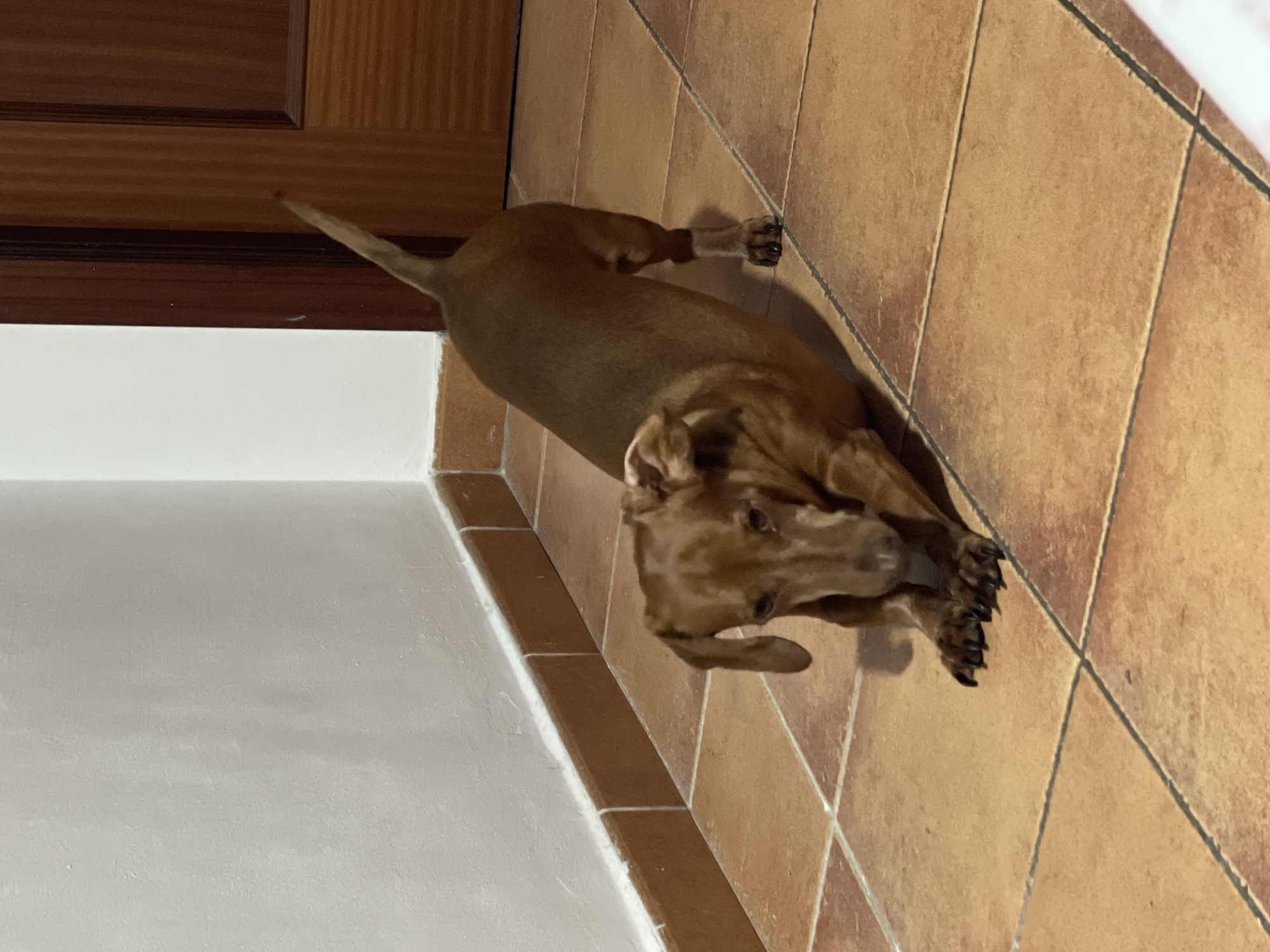 A brown dog is lying on a tiled floor. The dog is in the center of the frame and appears to be resting. The floor tiles are a warm, reddish-brown color and are arranged in a diamond pattern. To the left of the tiles, there is a white wall and a wooden door. The lighting suggests it is daytime. The overall scene is an indoor setting, possibly a home or hallway, in La Línea de la Concepción, Spain. There is no text visible in the image.